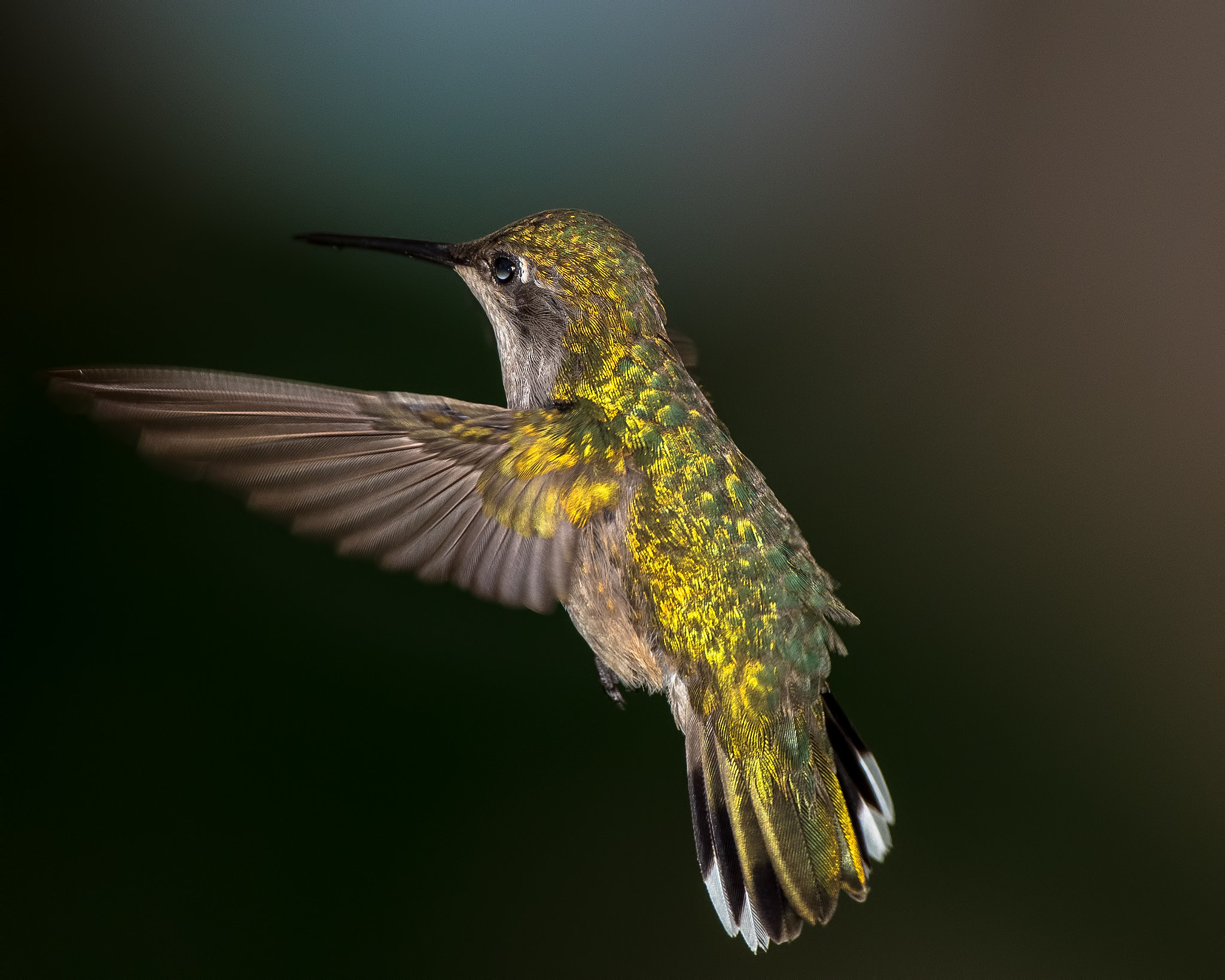 Nikon AF-S Nikkor 500mm F4D ED-IF II sample photo. Glitter photography