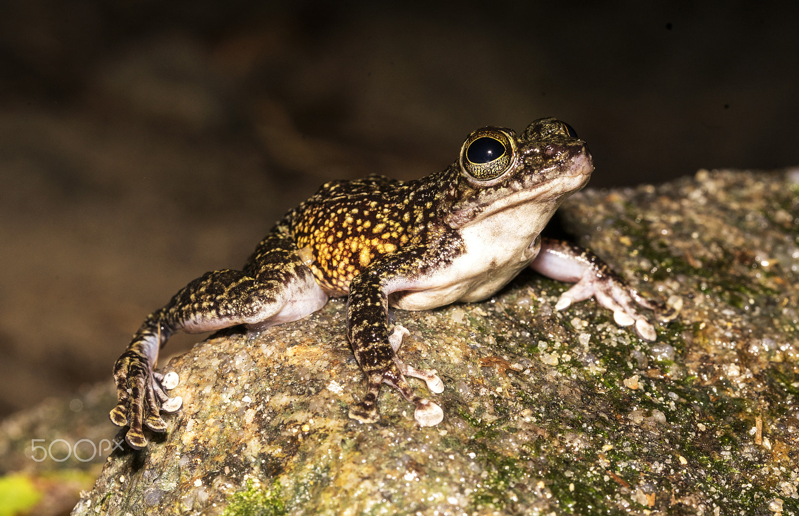 Sony a7 II + Canon EF 100mm F2.8L Macro IS USM sample photo. Torrent frog (aka larut sucker forg) photography