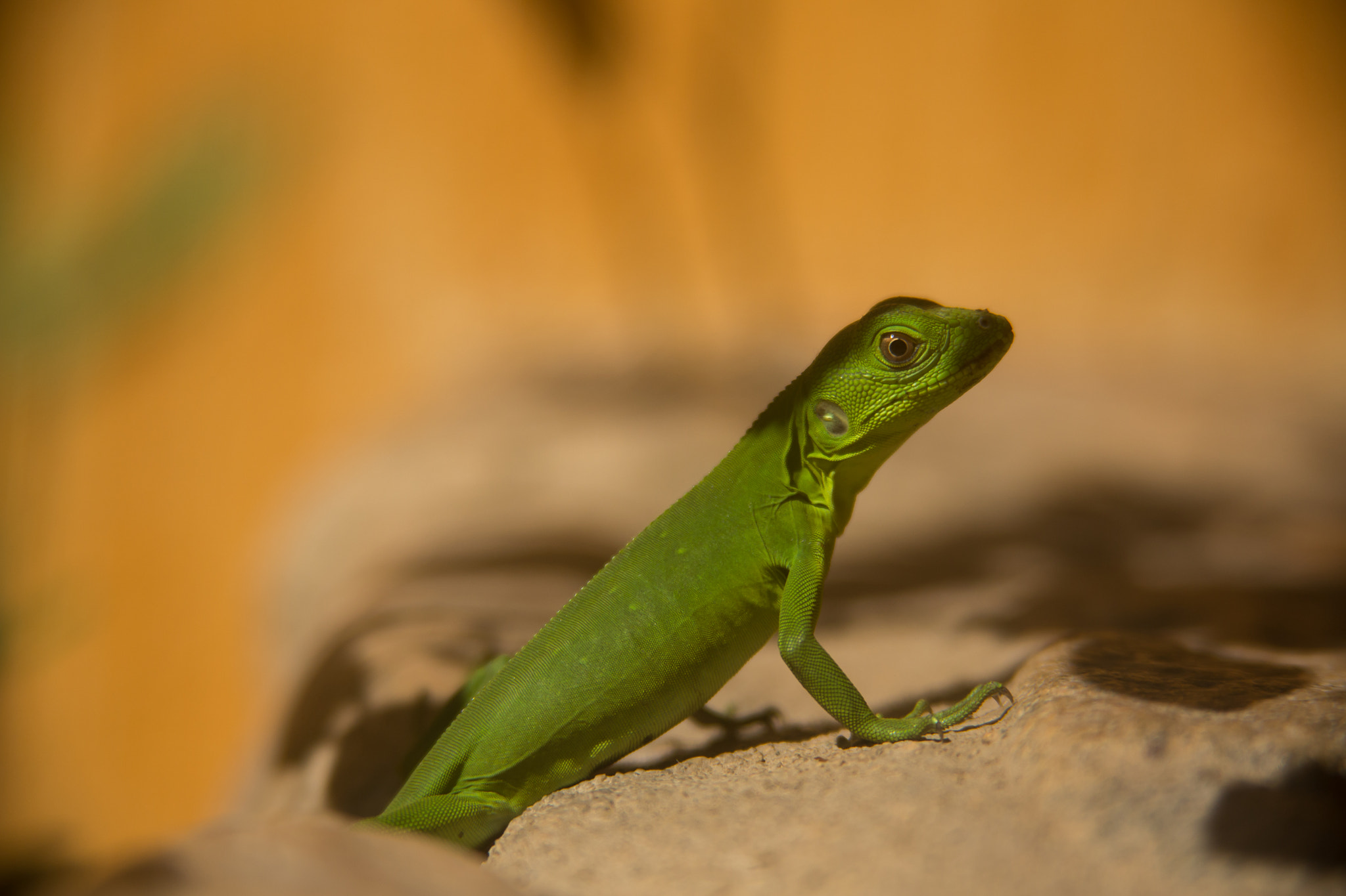 Canon EOS 6D + Canon EF 28-200mm F3.5-5.6 USM sample photo. Green lizard photography