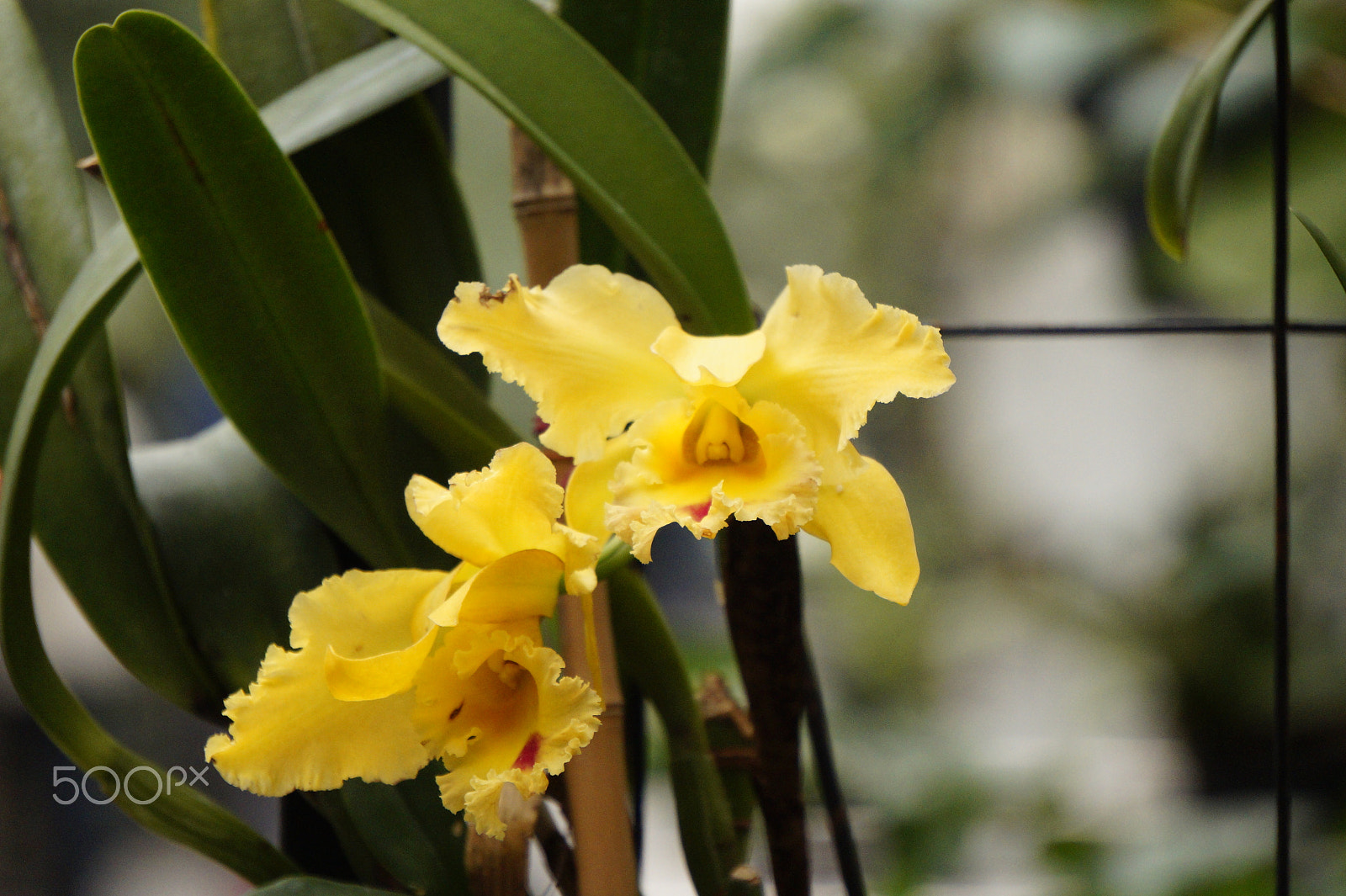 Sony Alpha a3500 + Sony E 55-210mm F4.5-6.3 OSS sample photo. Yellow orchid photography