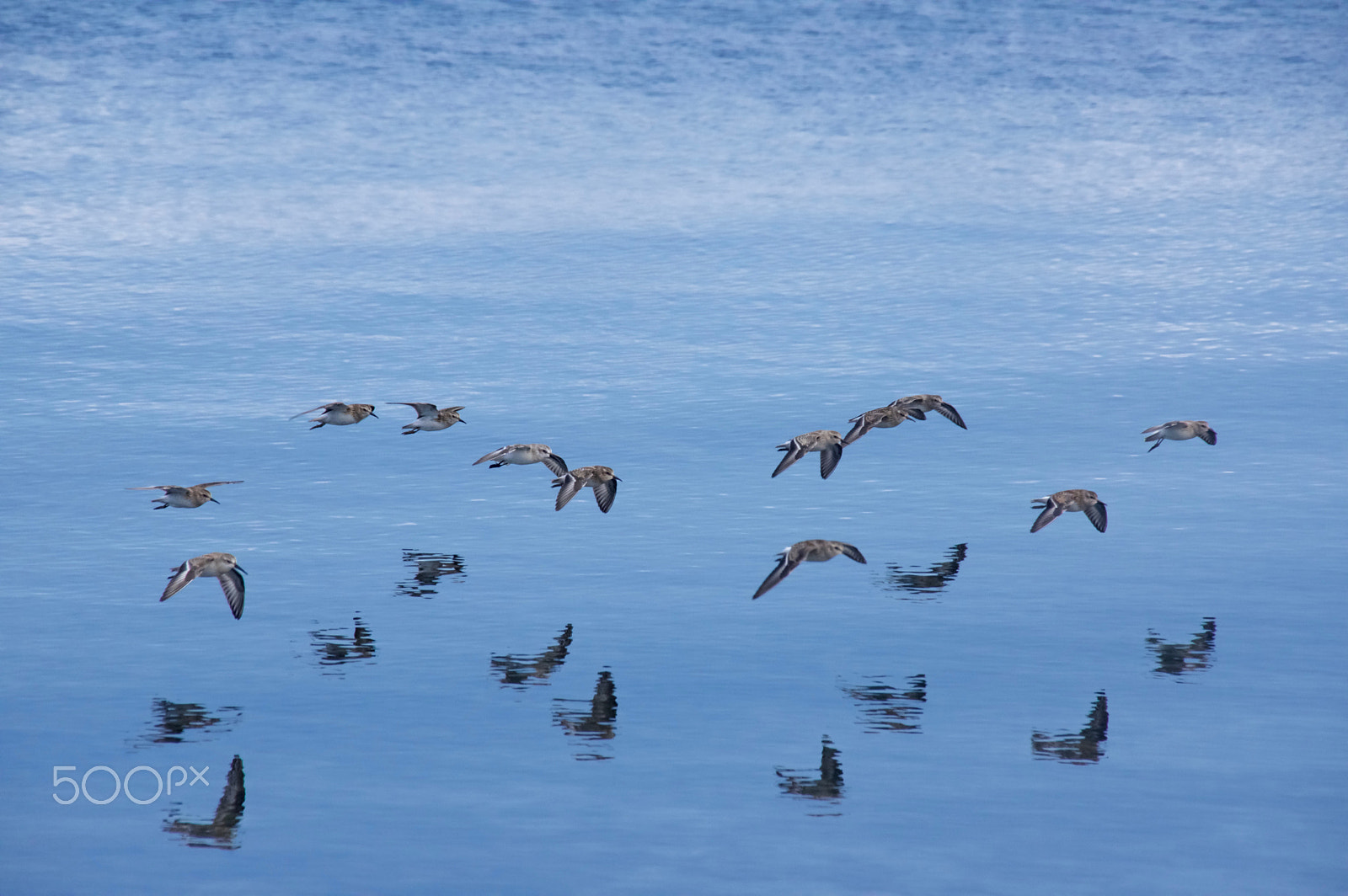 Pentax K-3 sample photo. Sandpipers photography