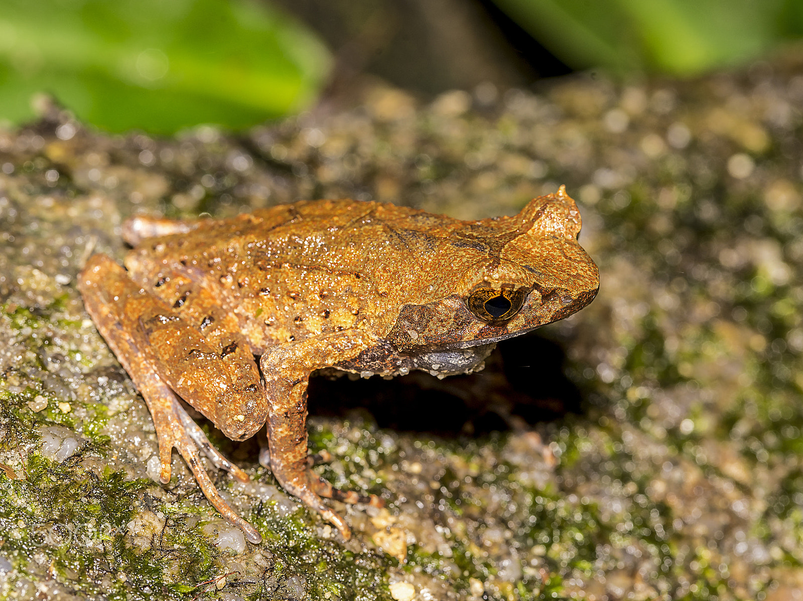 Sony a7 II + Canon EF 100mm F2.8L Macro IS USM sample photo. Long-legged horned frog photography