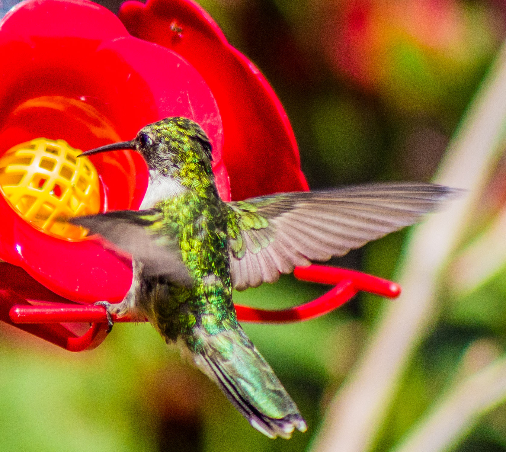 Canon EF 75-300mm f/4-5.6 USM sample photo. Hummingbird female photography