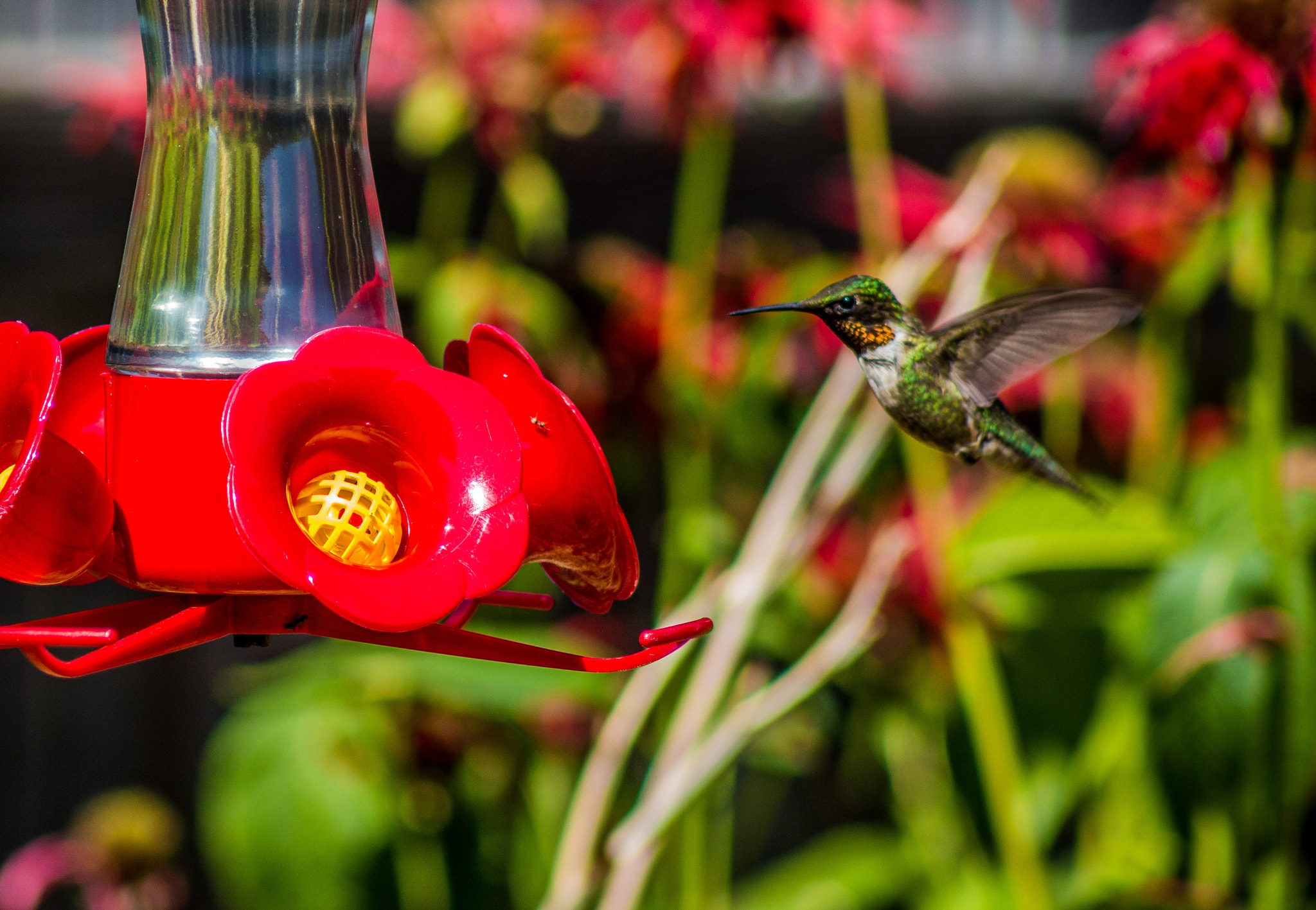 Canon EF 75-300mm f/4-5.6 USM sample photo. Hummingbird male photography