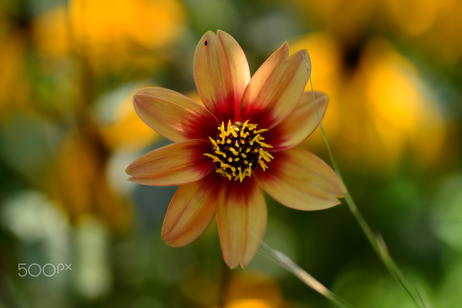 Nikon D600 sample photo. In a flower bed photography