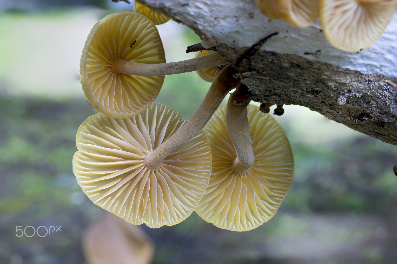 Sony a7 II + Canon EF 100mm F2.8L Macro IS USM sample photo. Mushroom photography