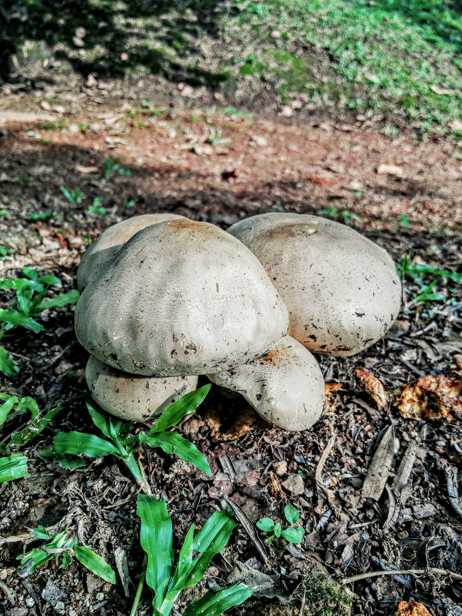 OnePlus ONE A2005 sample photo. Mushroom  photography