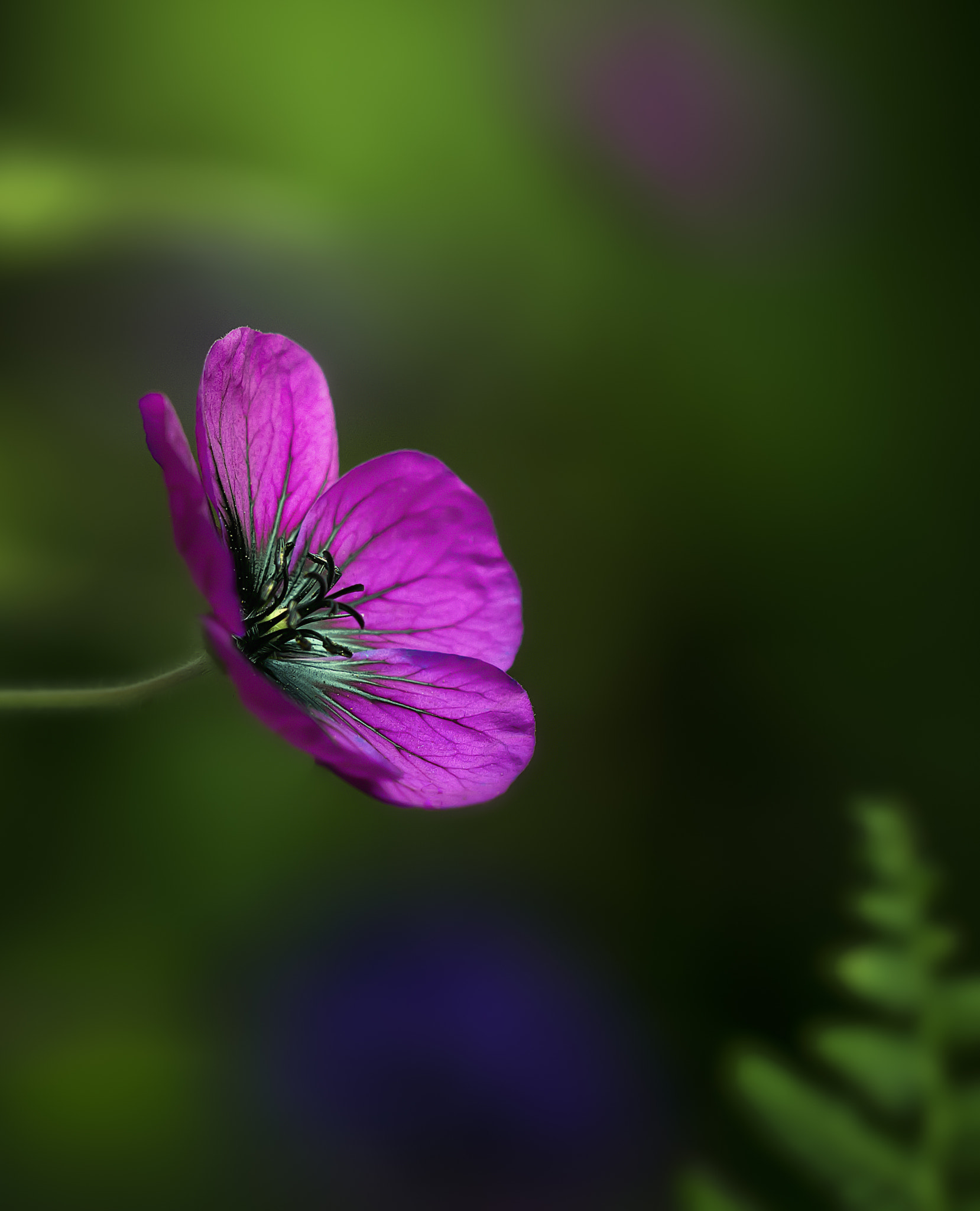 Sigma 150mm F2.8 EX DG Macro HSM sample photo. Shade secret photography