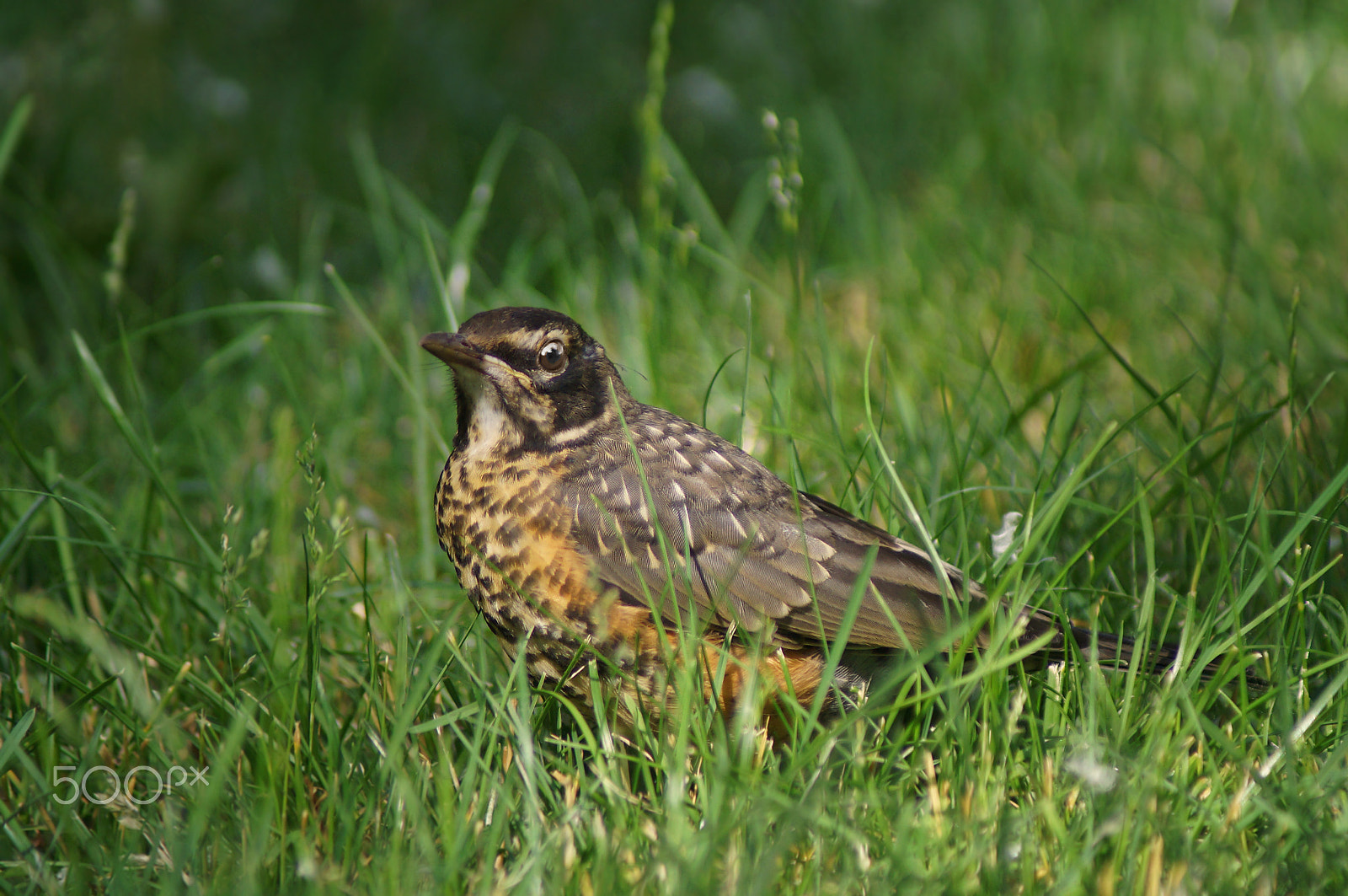 Sony 75-300mm F4.5-5.6 sample photo. On my own photography