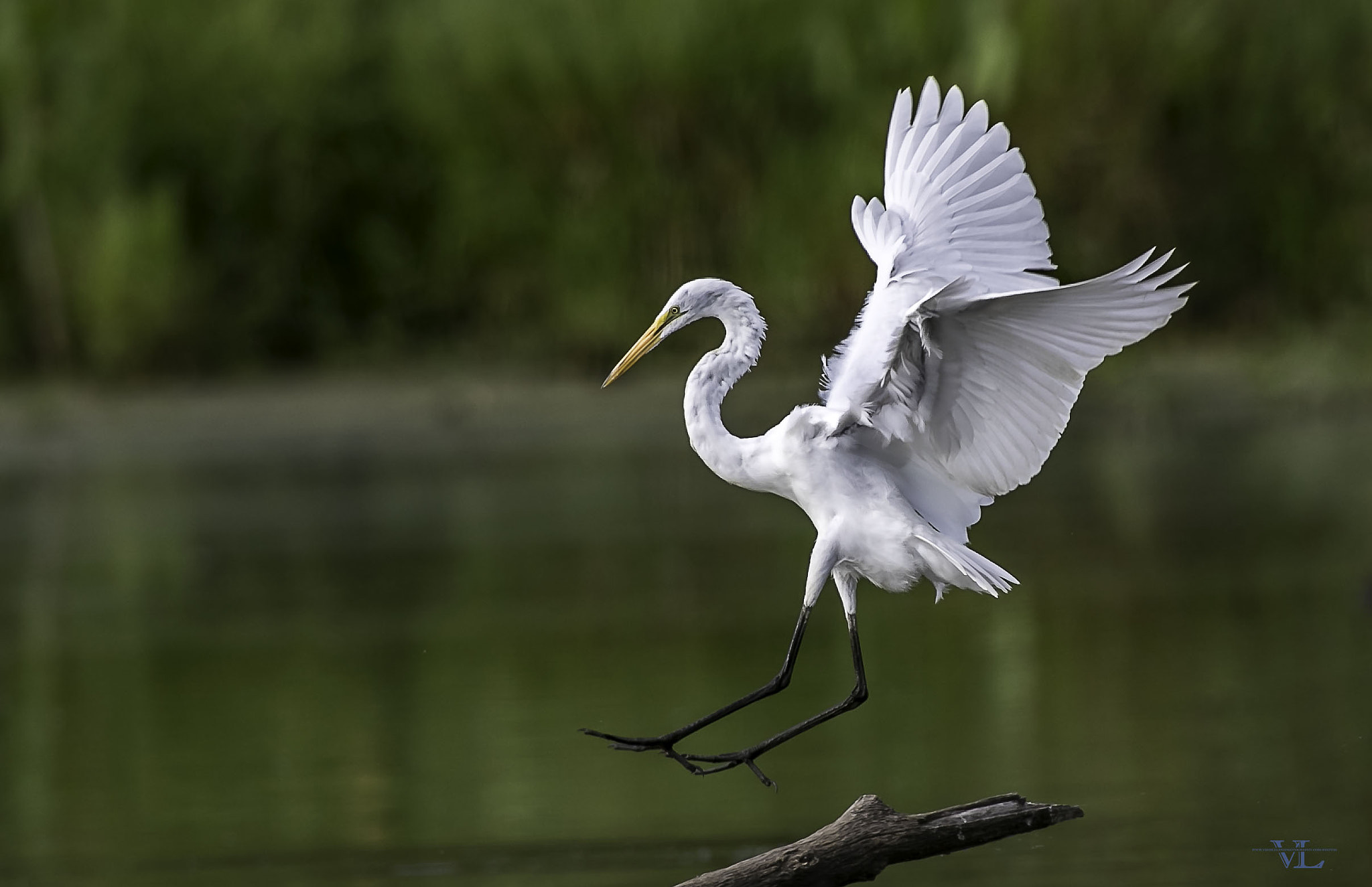 Canon EF 600mm F4L IS USM sample photo. Snow egret photography