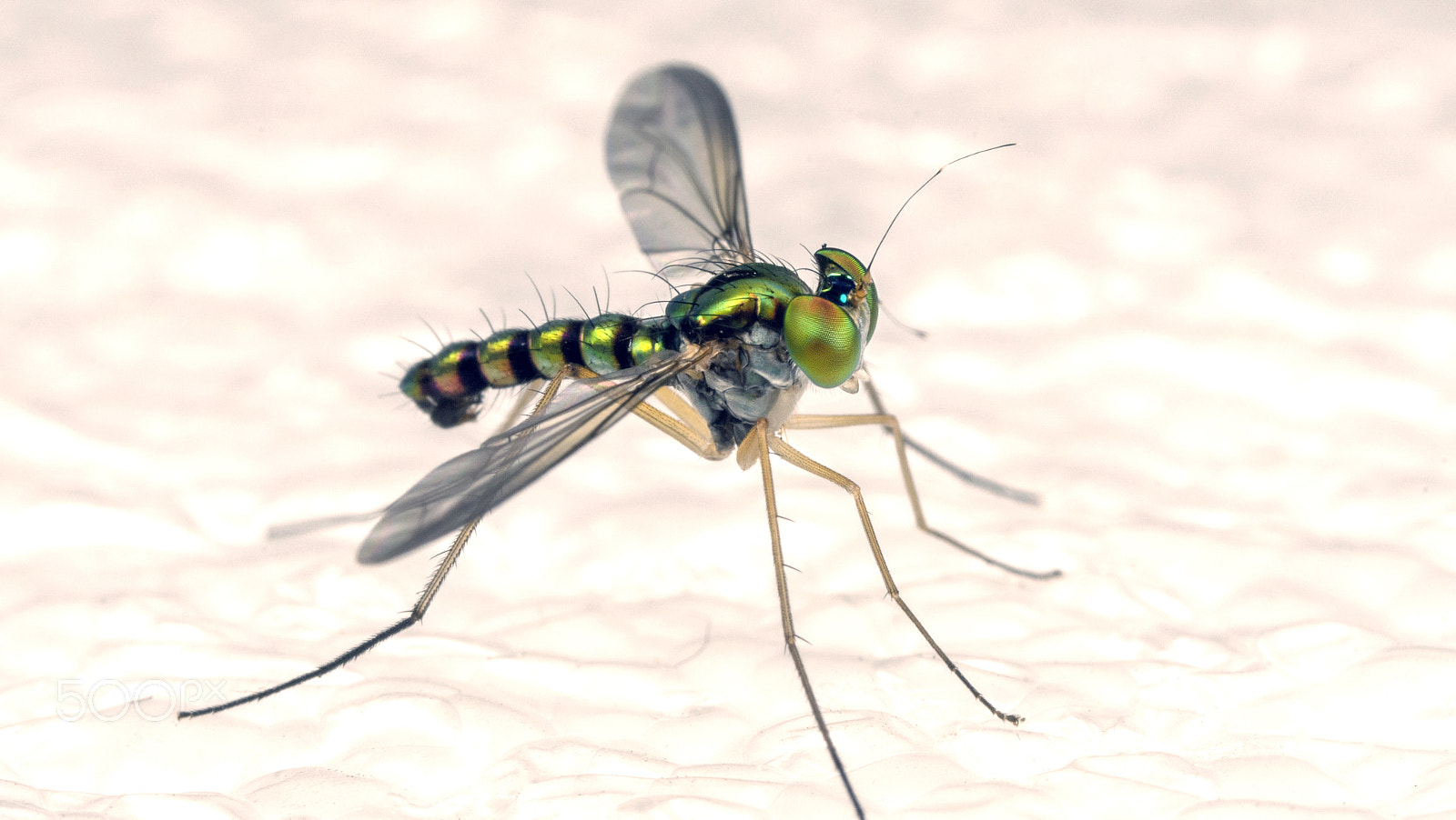 Canon MP-E 65mm F2.5 1-5x Macro Photo sample photo. Long-legged insect photography