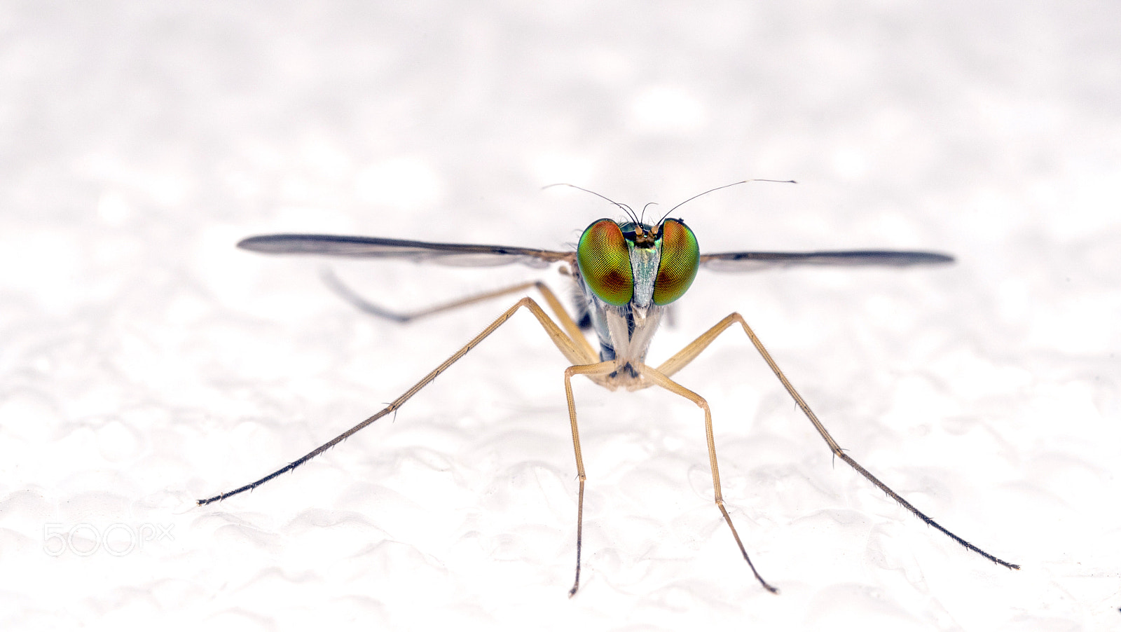 Canon MP-E 65mm F2.5 1-5x Macro Photo sample photo. Long-legged insect photography