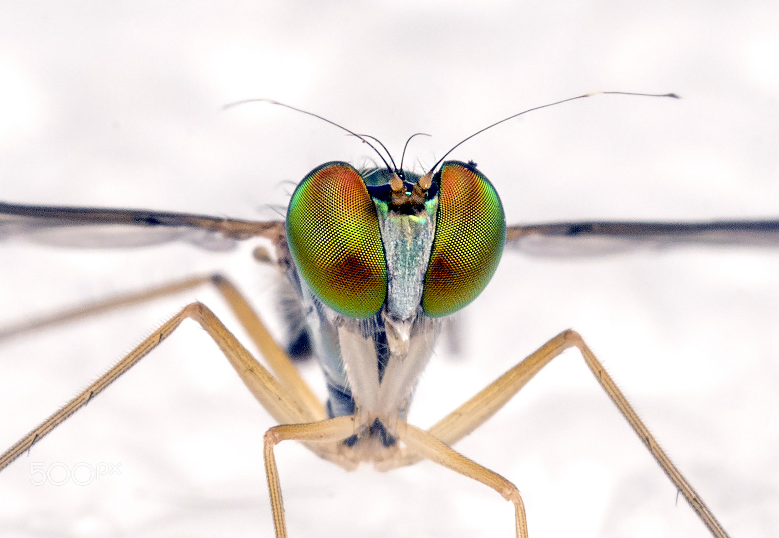 Canon MP-E 65mm F2.5 1-5x Macro Photo sample photo. Frontal view of the long-legged fly (dolichopodidae) photography