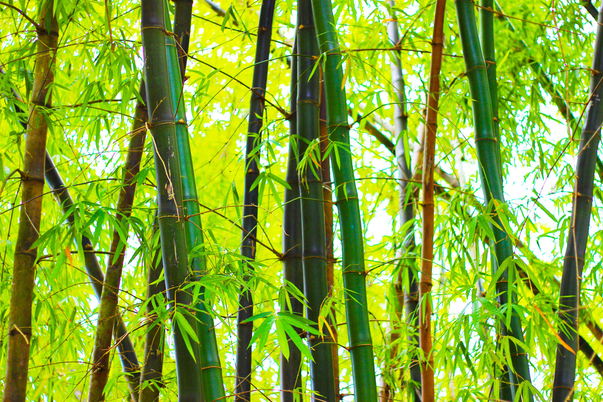 Canon EOS 600D (Rebel EOS T3i / EOS Kiss X5) + Canon EF 50mm F1.8 II sample photo. Bamboo garden photography