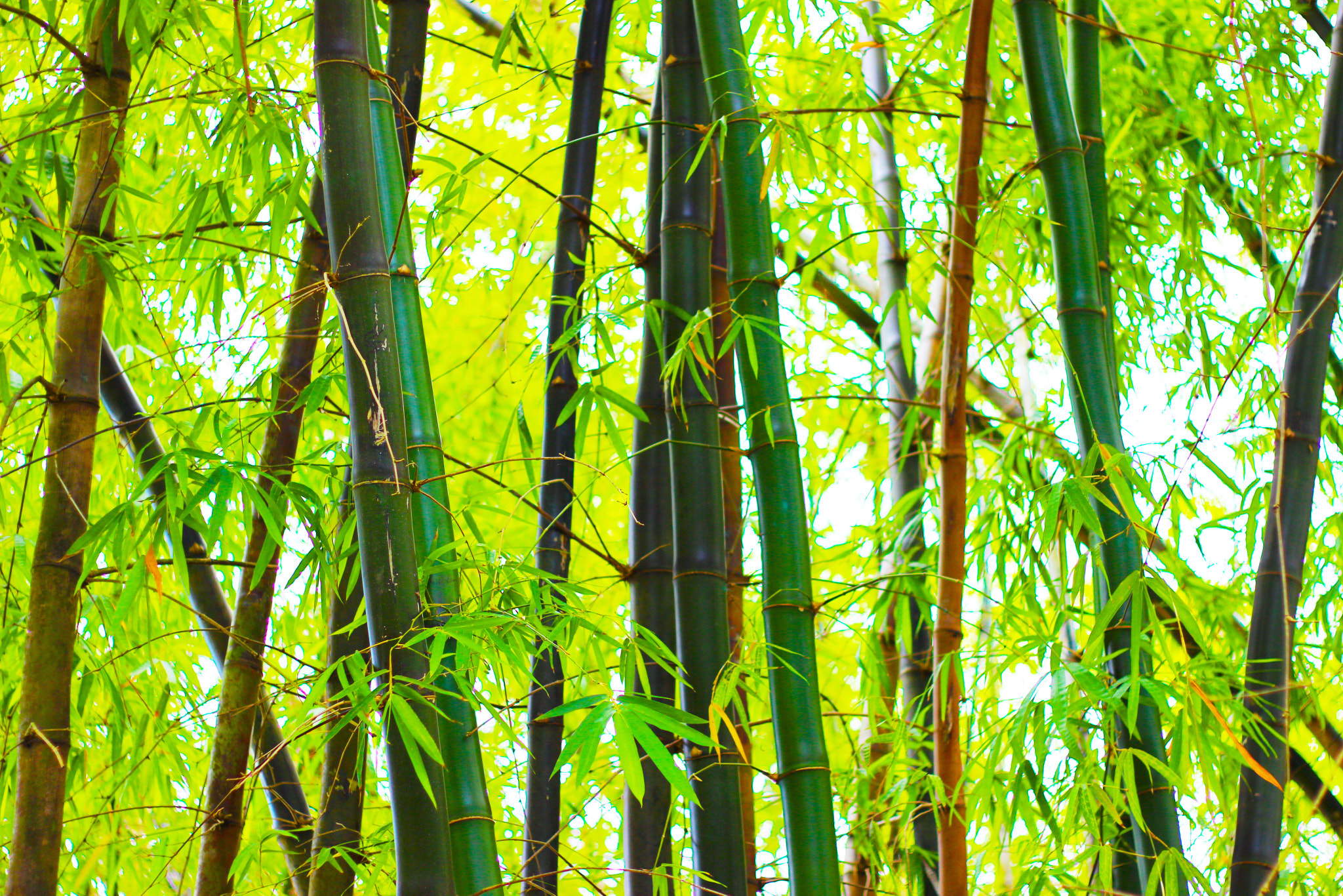 Canon EF 50mm F1.8 II sample photo. Bamboo garden photography