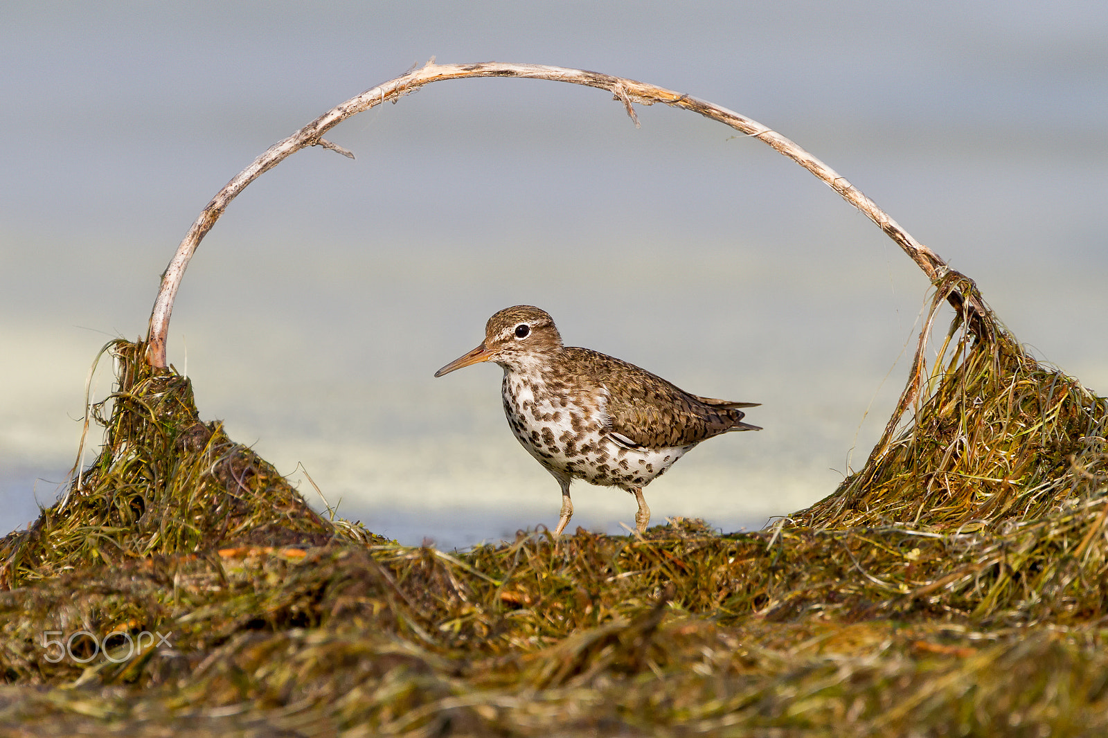Canon EOS 7D + Canon EF 300mm F2.8L IS USM sample photo. Spotted sandpiper photography