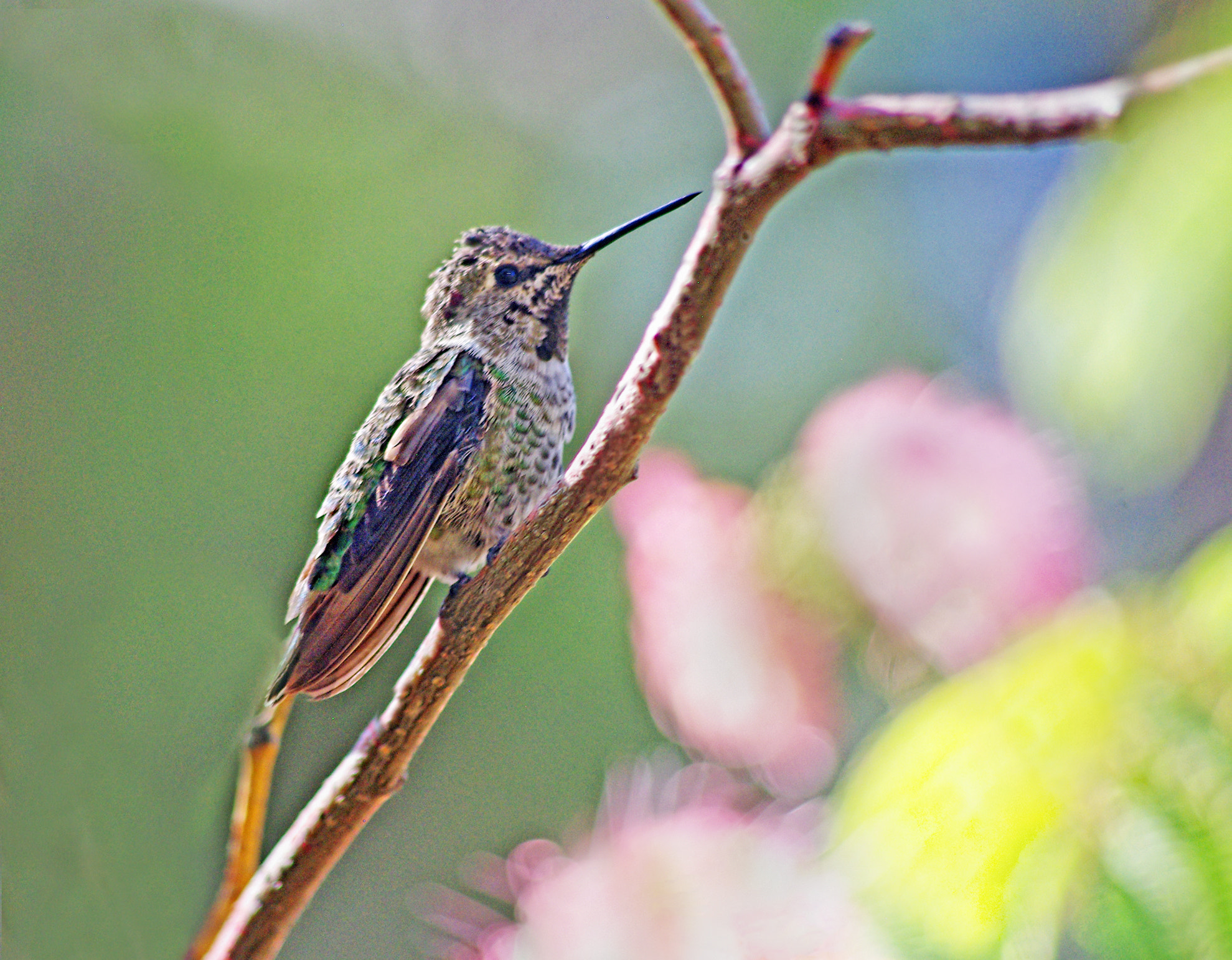 smc PENTAX-DA L 55-300mm F4-5.8 ED sample photo. Resting hummer photography