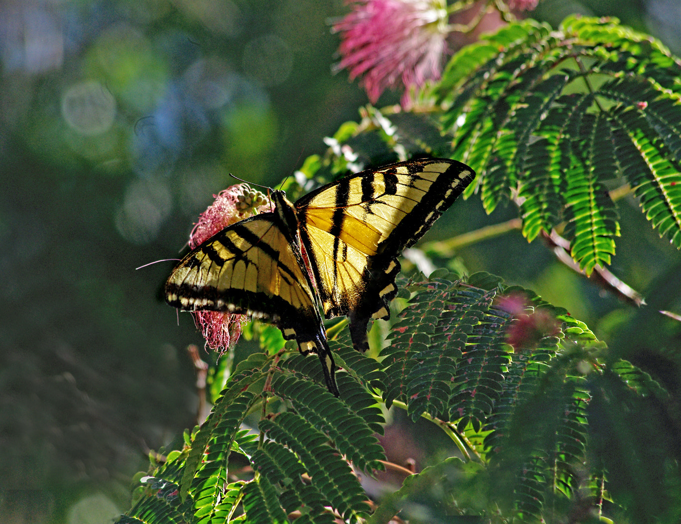 smc PENTAX-DA L 55-300mm F4-5.8 ED sample photo. Wings photography