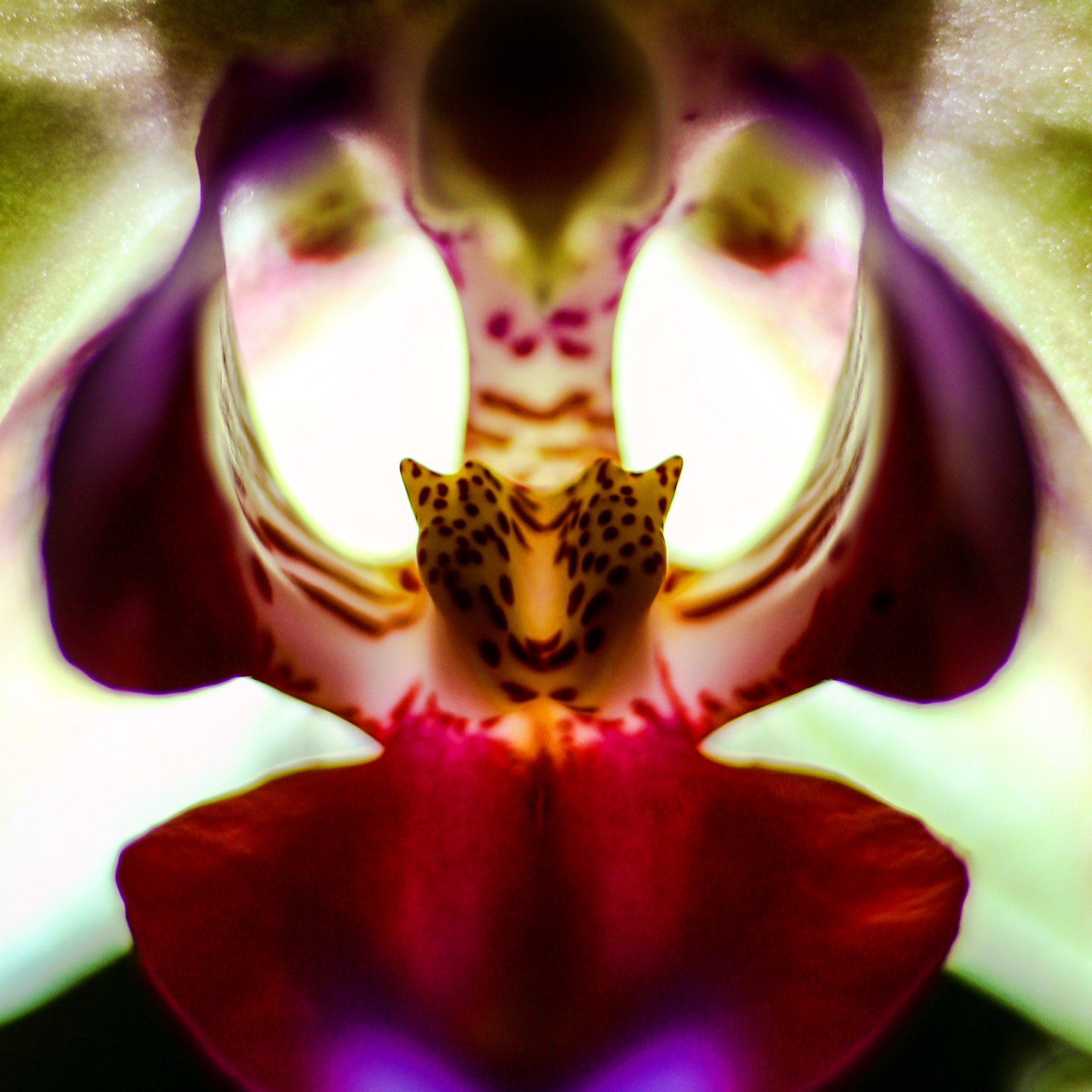 Canon 90mm sample photo. Punisher orchid photography
