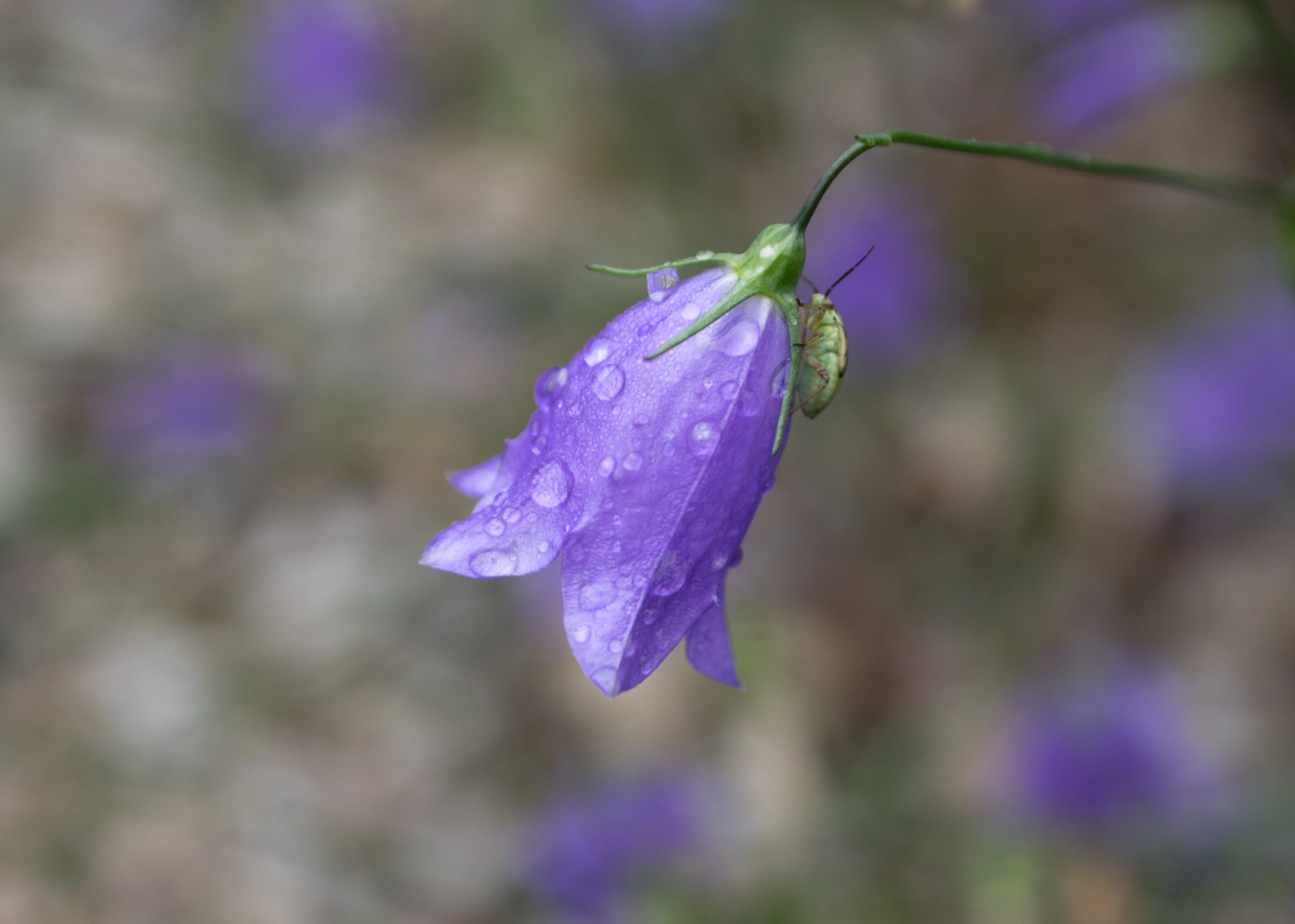 Olympus OM-D E-M1 sample photo. Harebell ... and bug photography