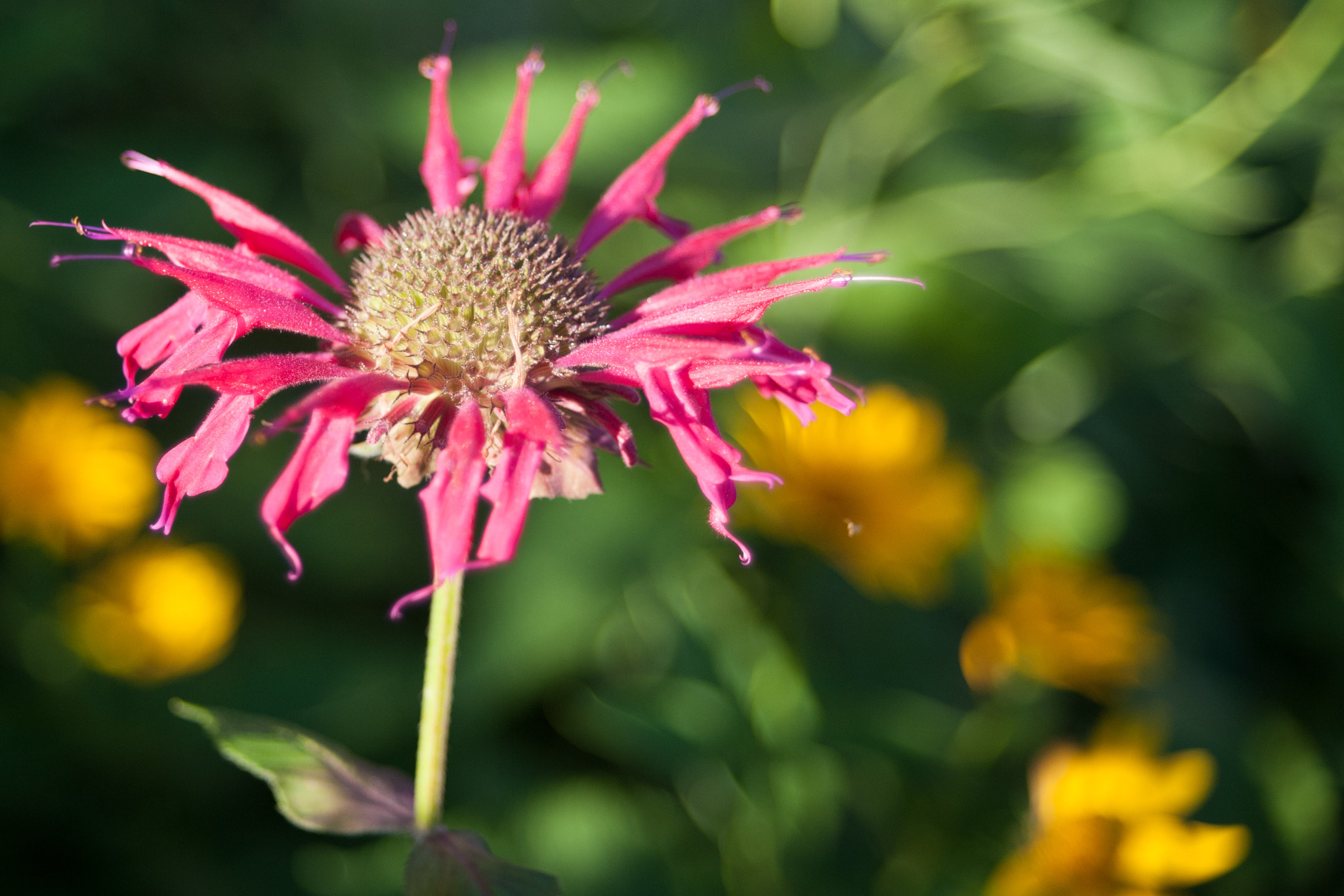 Nikon D700 + AF Zoom-Nikkor 28-70mm f/3.5-4.5D sample photo. Late day sun on a wilted wildflower. photography