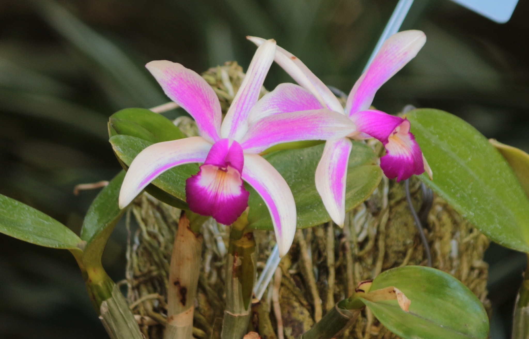 Canon EF-S 55-250mm F4-5.6 IS II sample photo