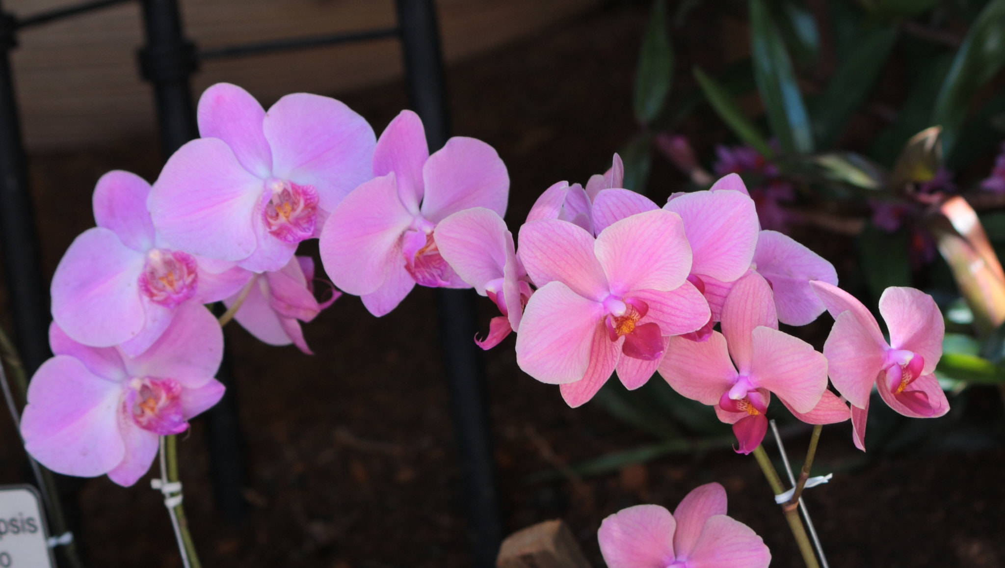 Canon EF-S 55-250mm F4-5.6 IS II sample photo