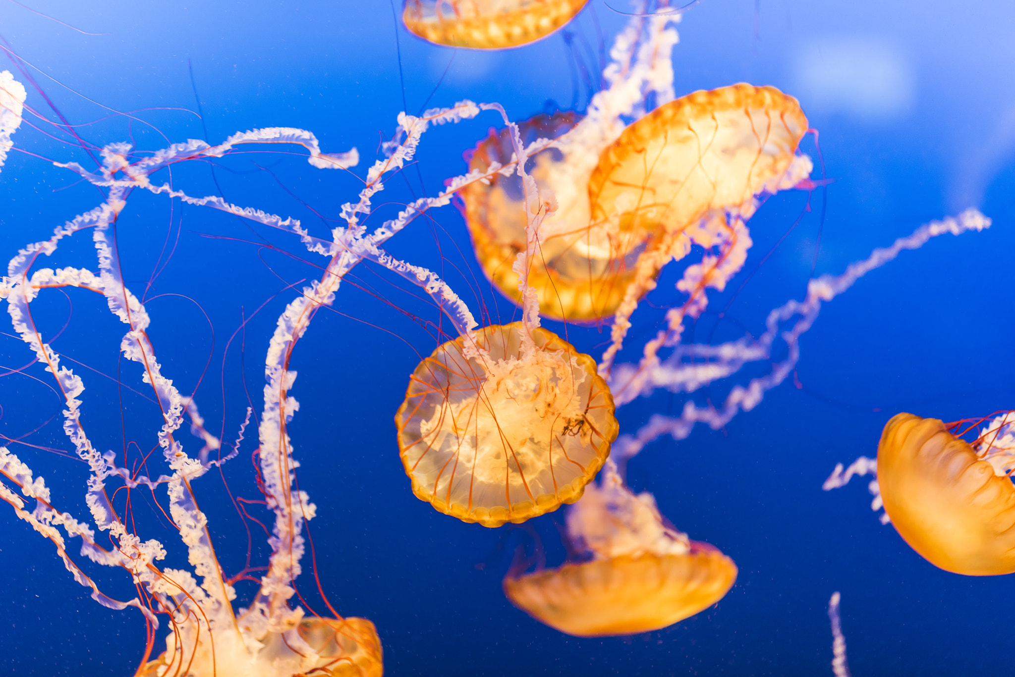 Nikon D810 + Sigma 105mm F2.8 EX DG Macro sample photo. Captivating jellies photography