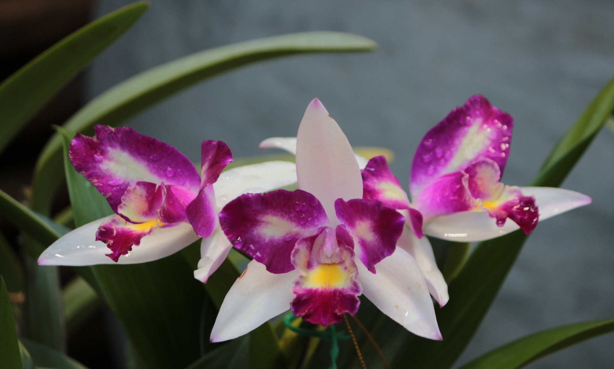 Canon EF-S 55-250mm F4-5.6 IS II sample photo