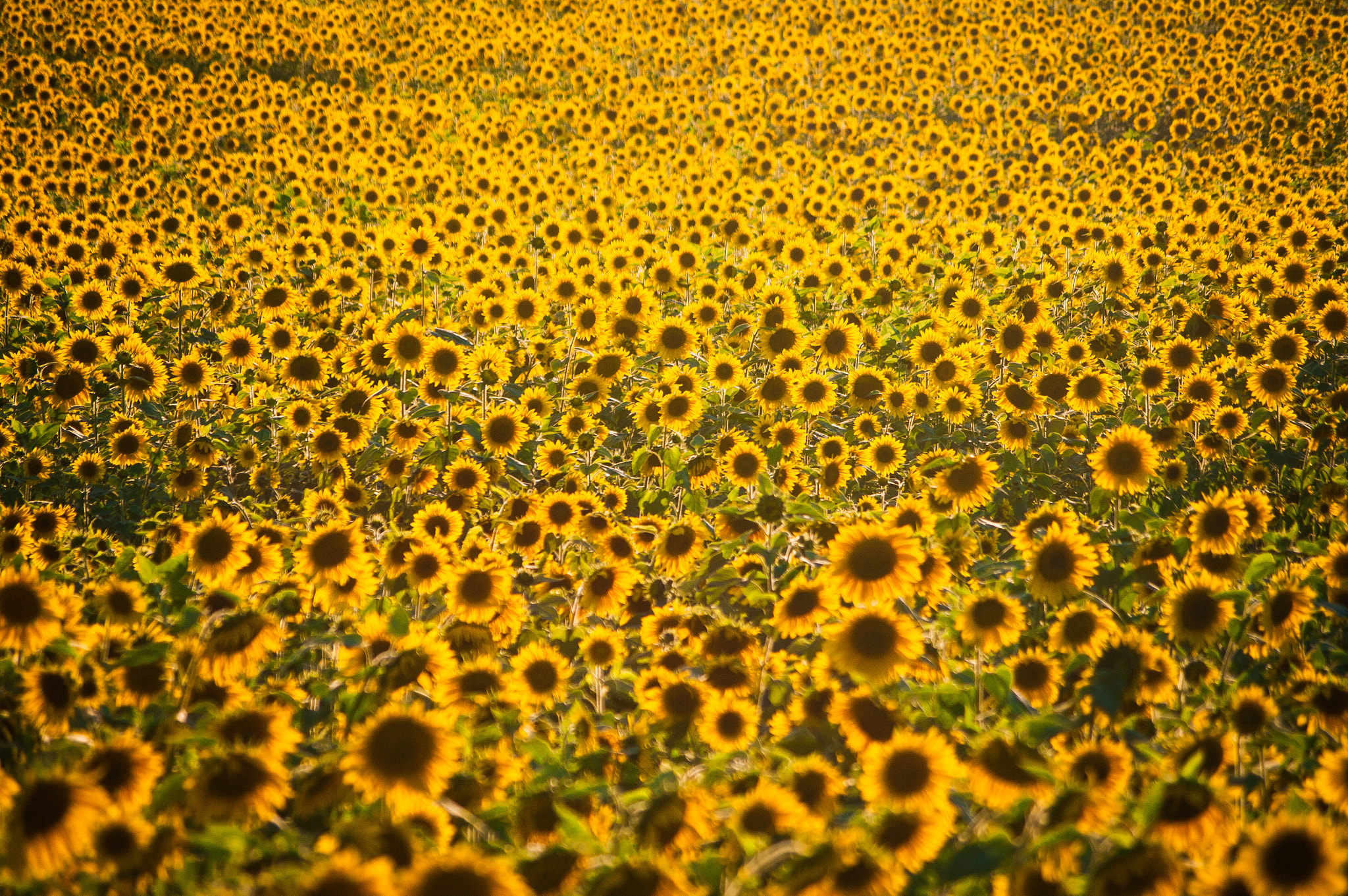 Pentax K-7 + Pentax smc DA 50-200mm F4-5.6 ED WR sample photo. Sea of sunflowers  photography