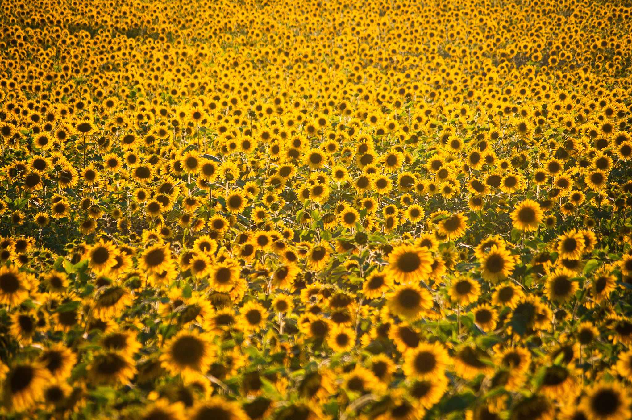 Pentax smc DA 50-200mm F4-5.6 ED WR sample photo. Sea of sunflowers  photography