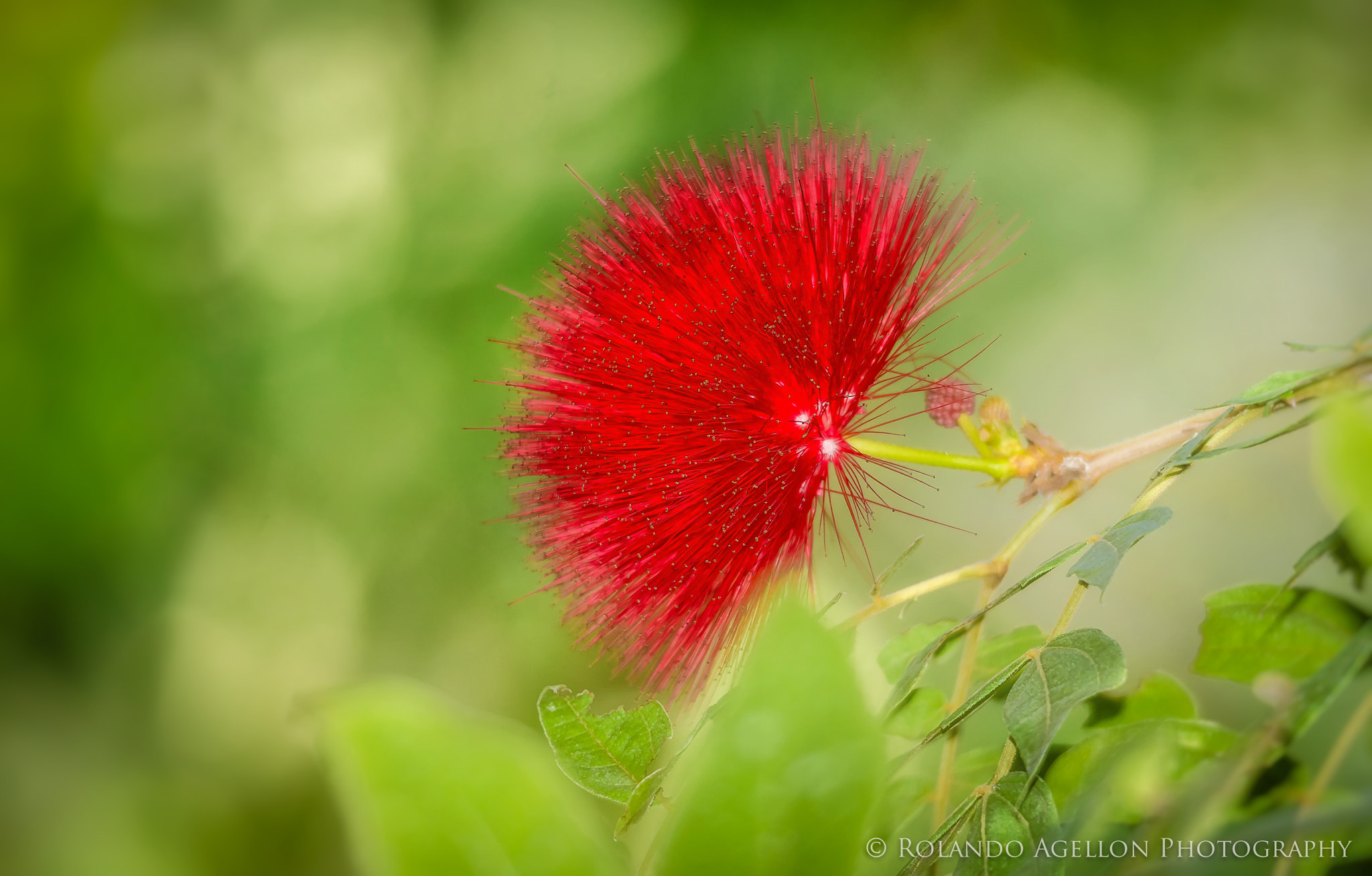 Sigma 120-400mm F4.5-5.6 DG OS HSM sample photo. Red cottonball photography