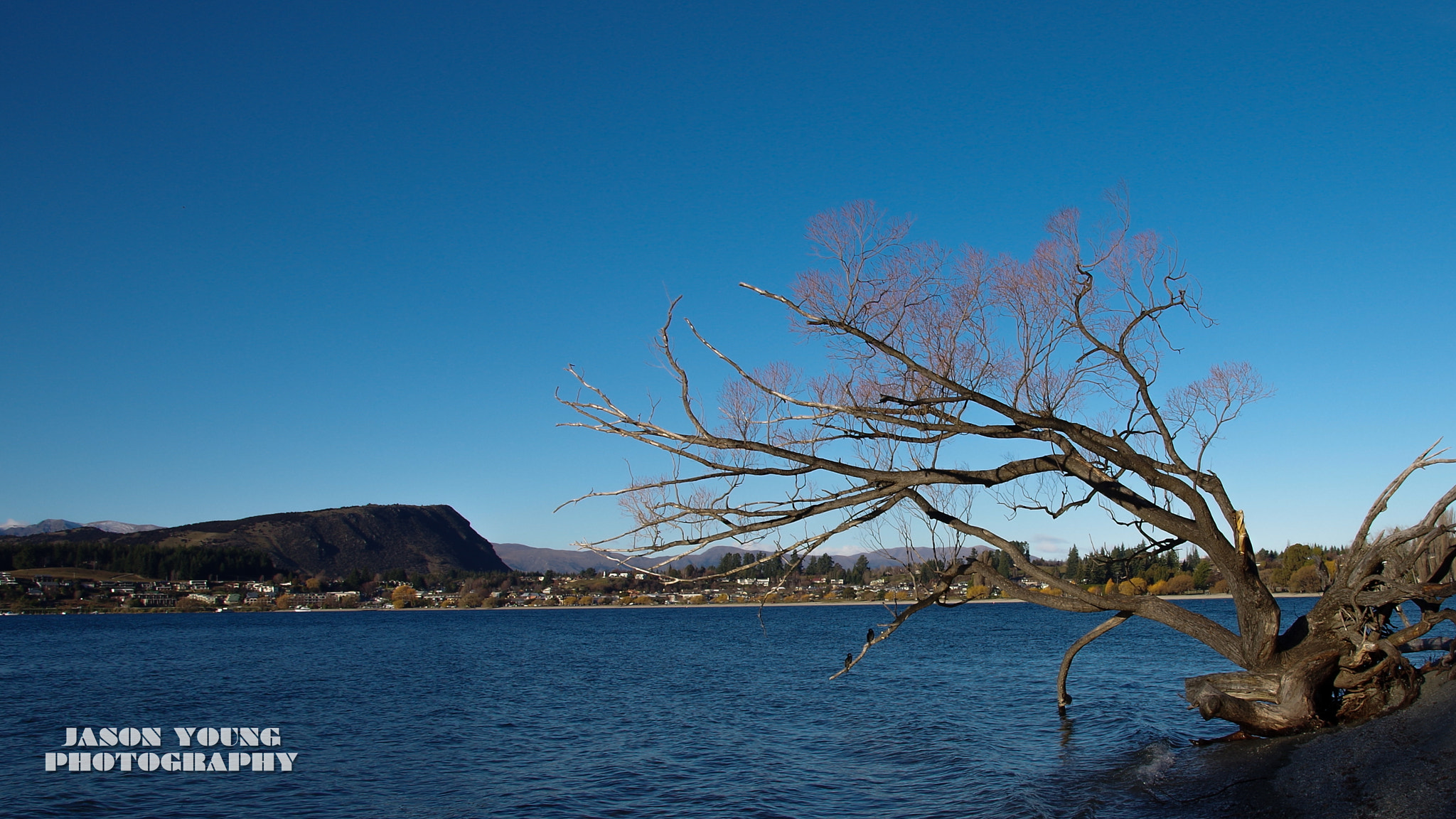 Sigma 17-50mm F2.8 EX DC HSM sample photo. Tree photography