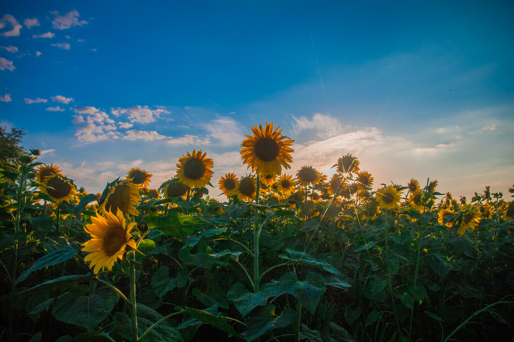 Pentax smc DA 18-55mm F3.5-5.6 AL WR sample photo. Reach for the sky  photography