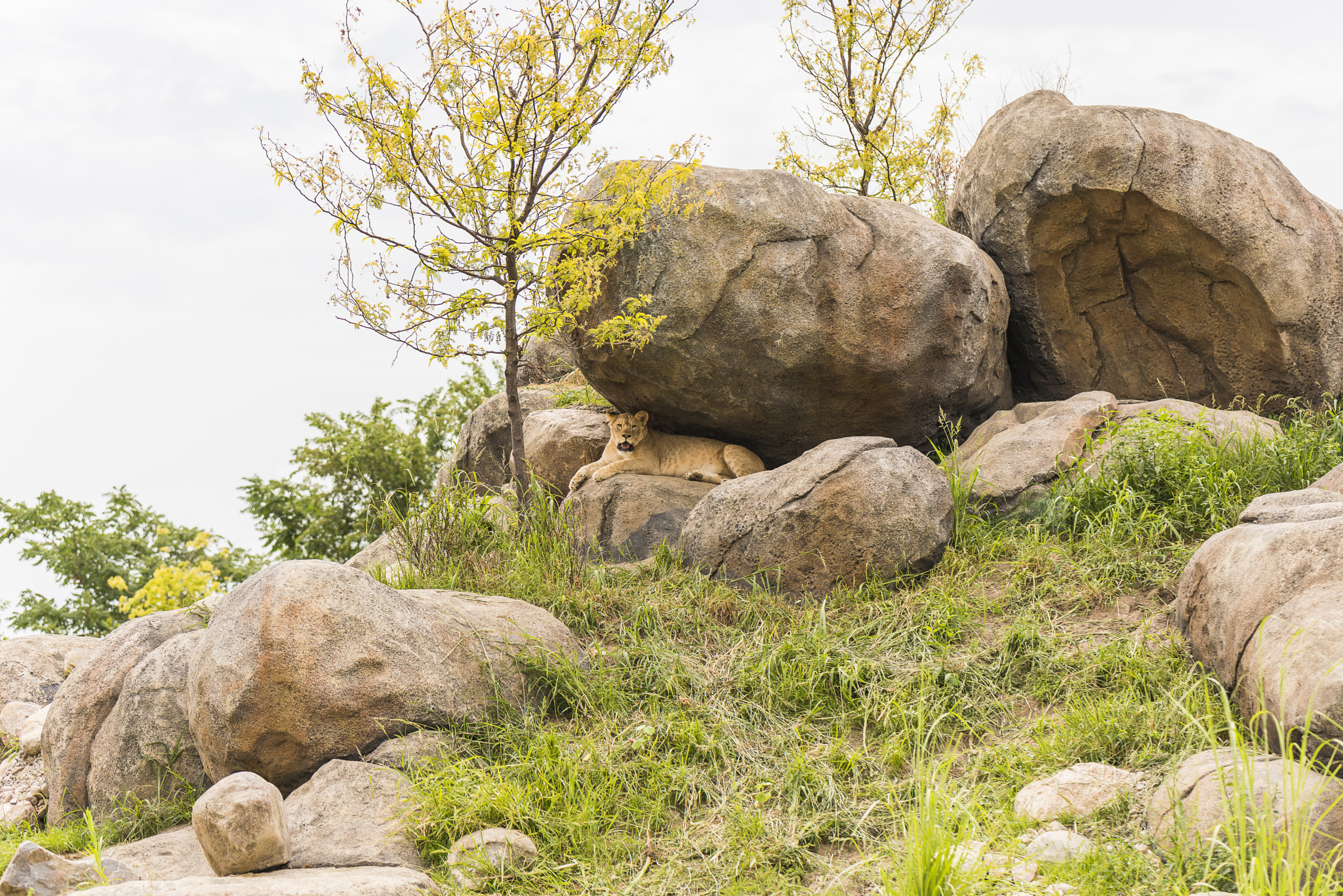 Sigma 105mm F2.8 EX DG Macro sample photo. Lion in the cliffs photography