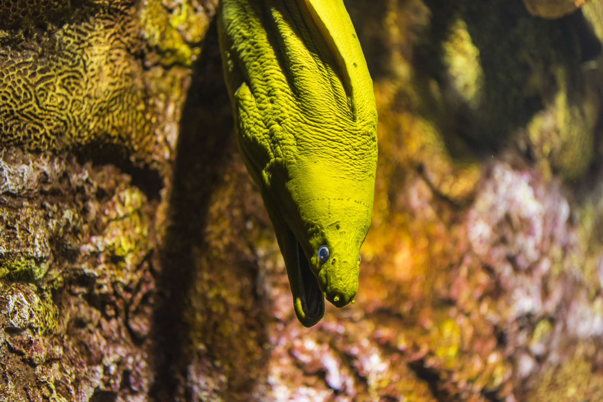 Nikon D810 + Sigma 105mm F2.8 EX DG Macro sample photo. Eel with a smile photography