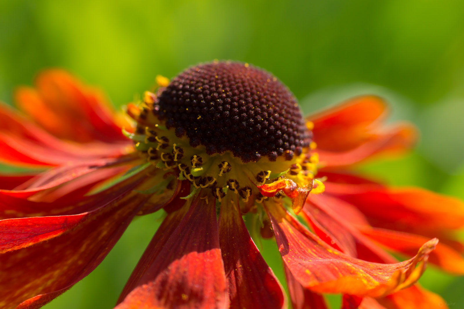 Tamron AF 55-200mm F4-5.6 Di II LD Macro sample photo. Helenium 2 photography