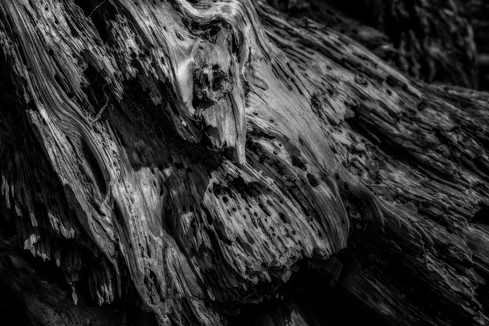 XF100-400mmF4.5-5.6 R LM OIS WR + 1.4x sample photo. Driftwood by ochlockonee bay photography