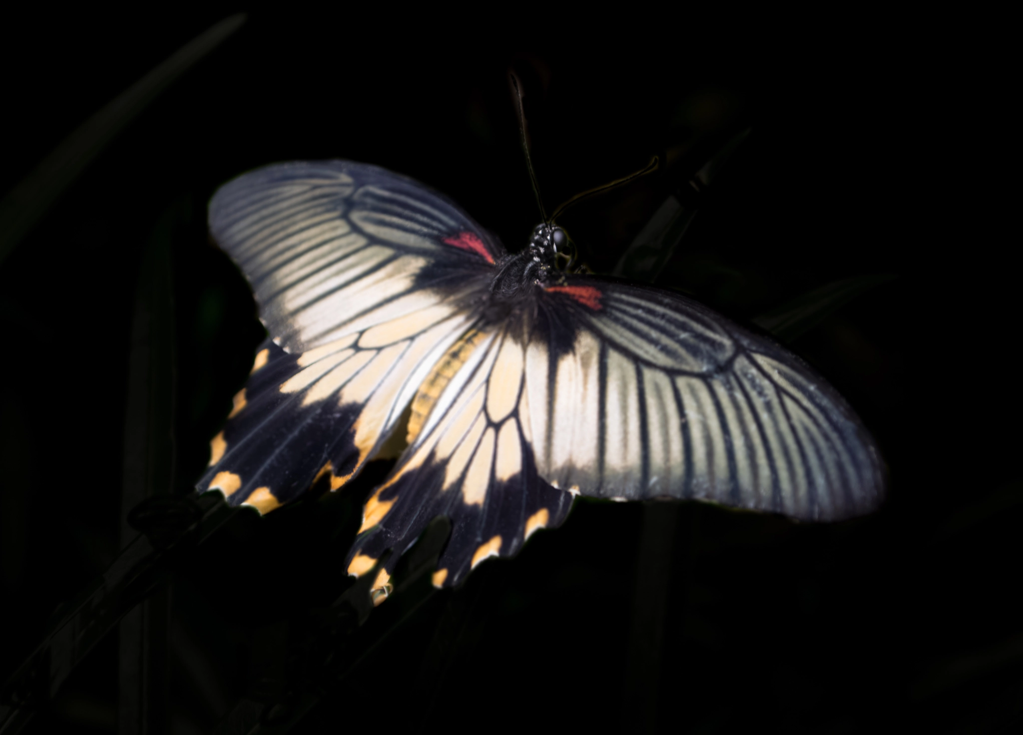 Olympus OM-D E-M1 sample photo. Butterfly photography
