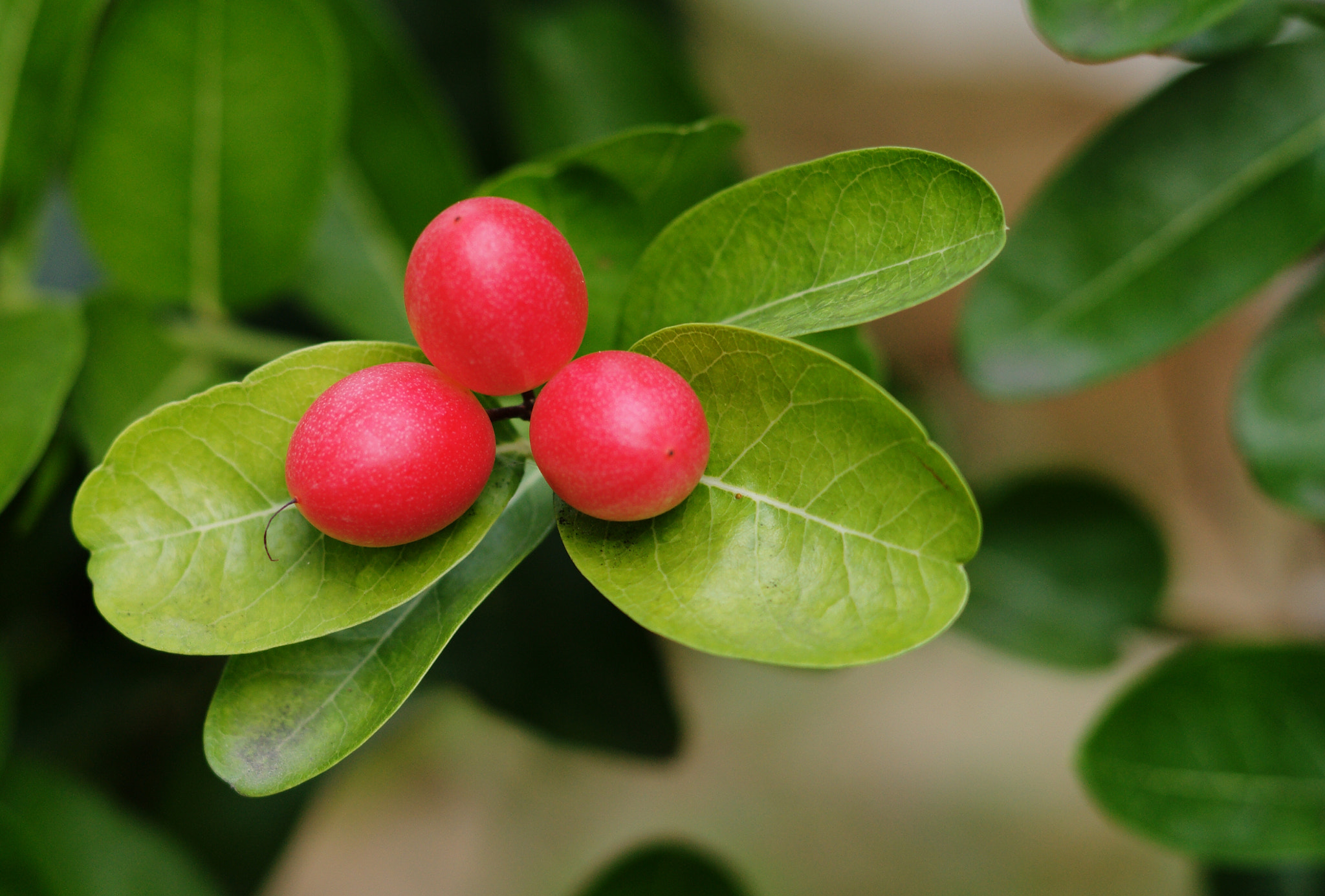 Sony Alpha DSLR-A850 + Sony 85mm F2.8 SAM sample photo. 3 little fruits photography