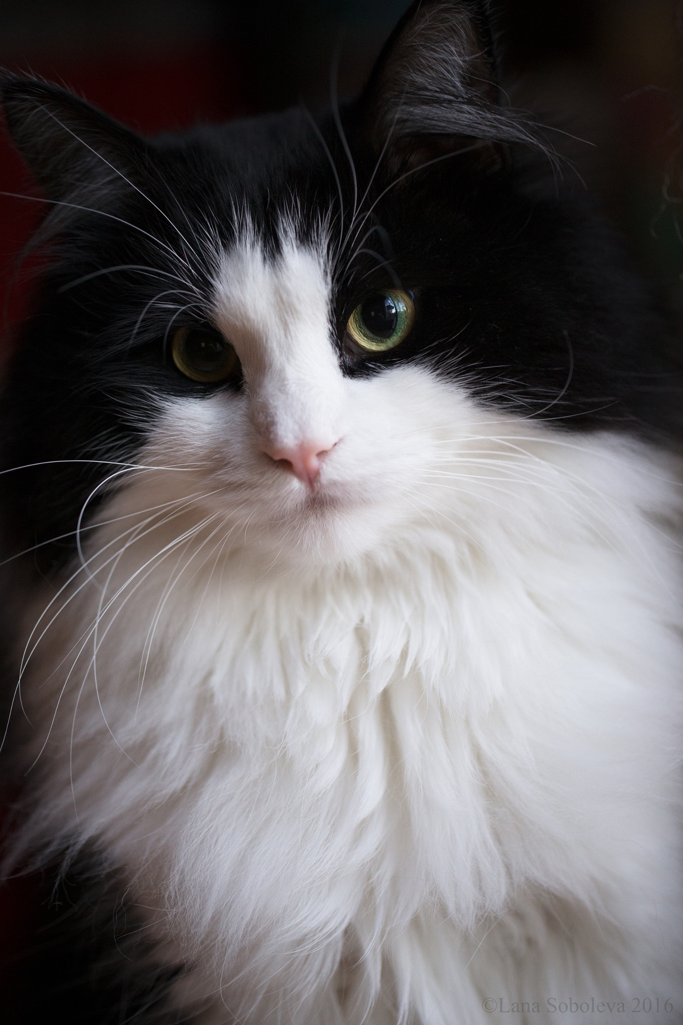 Canon EF 100mm F2.8L Macro IS USM sample photo. Grieg photography
