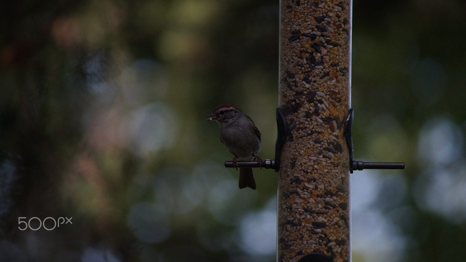 Sony 75-300mm F4.5-5.6 sample photo. Dsc00686.jpg photography