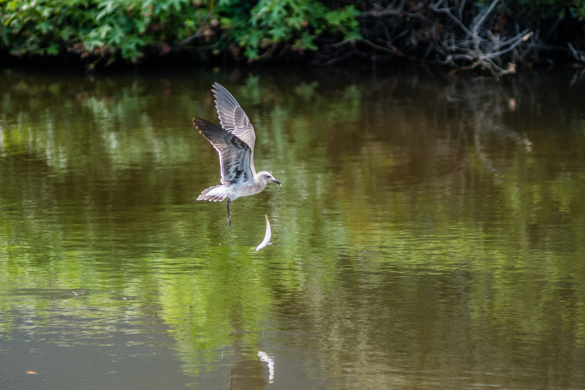 Nikon AF-Nikkor 80-200mm F2.8D ED sample photo. The rejection photography