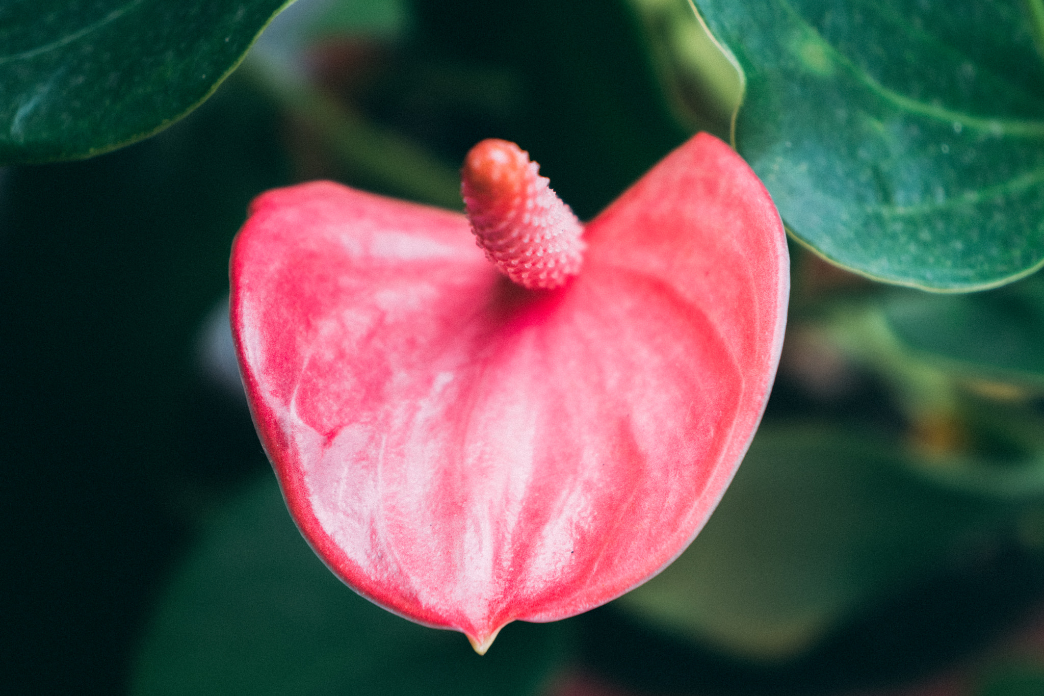 Sony a6300 + Sony E 18-55mm F3.5-5.6 OSS sample photo. Flower photography