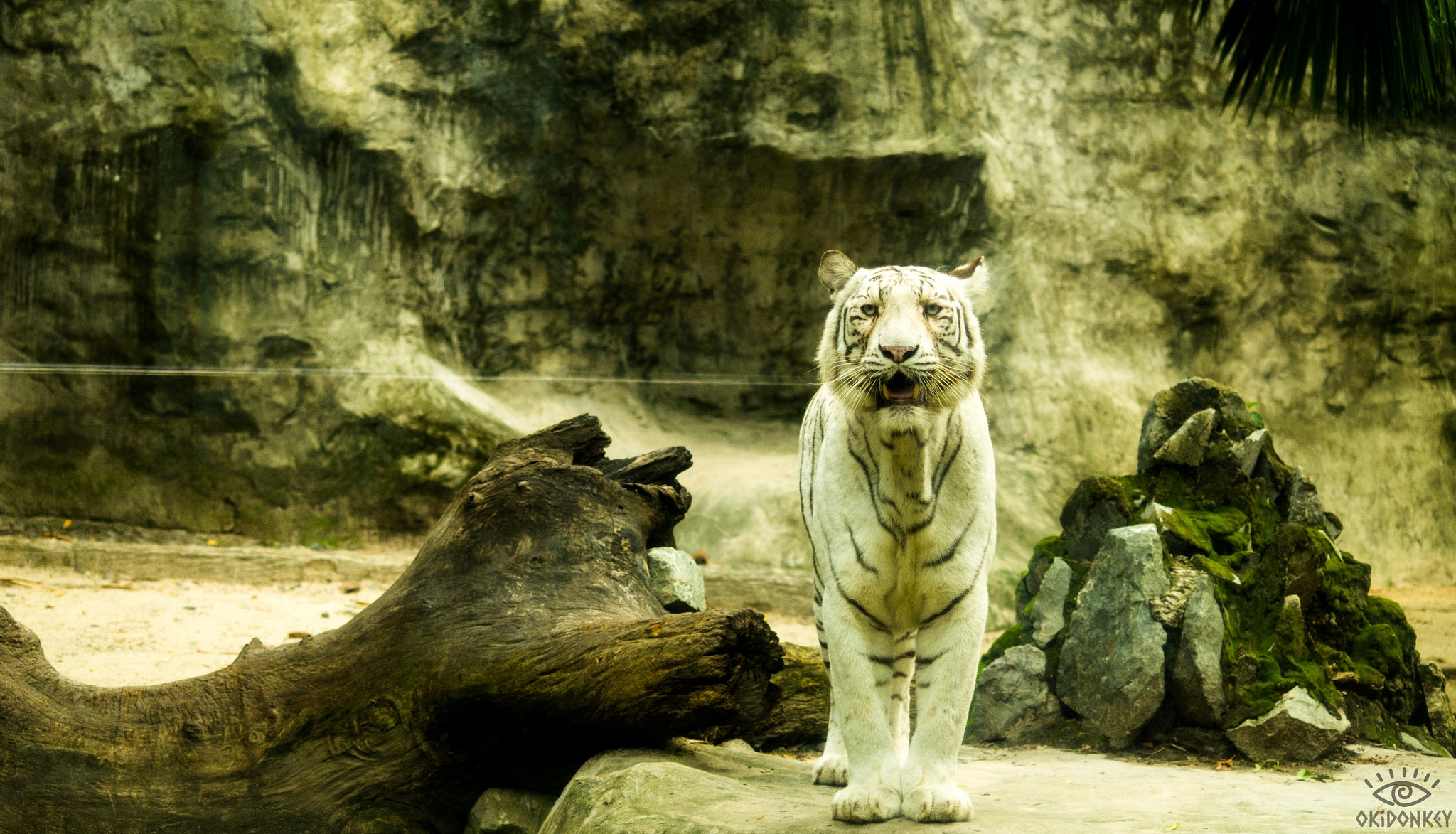 Nikon D7000 + AF Nikkor 70-210mm f/4-5.6 sample photo. A fat white tiger photography