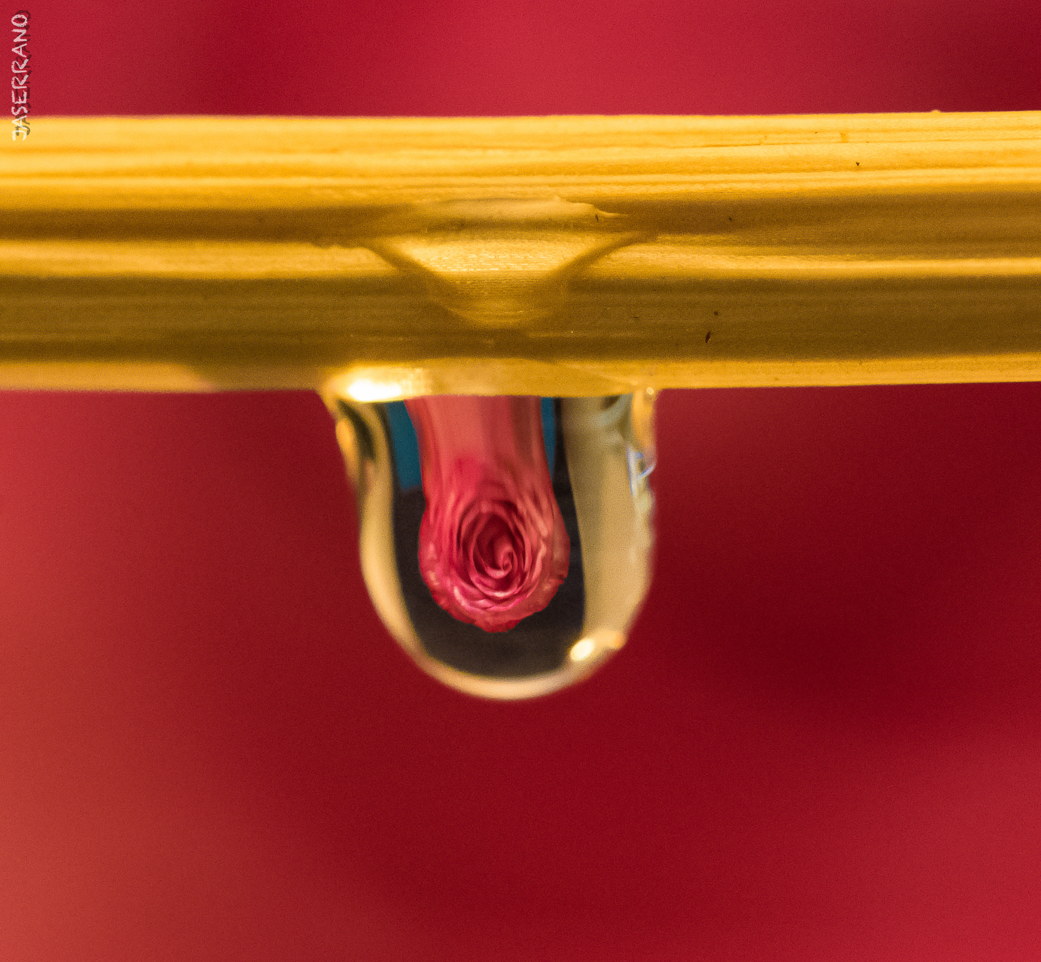 Canon EF 100mm F2.8L Macro IS USM sample photo. A drop of rose! photography