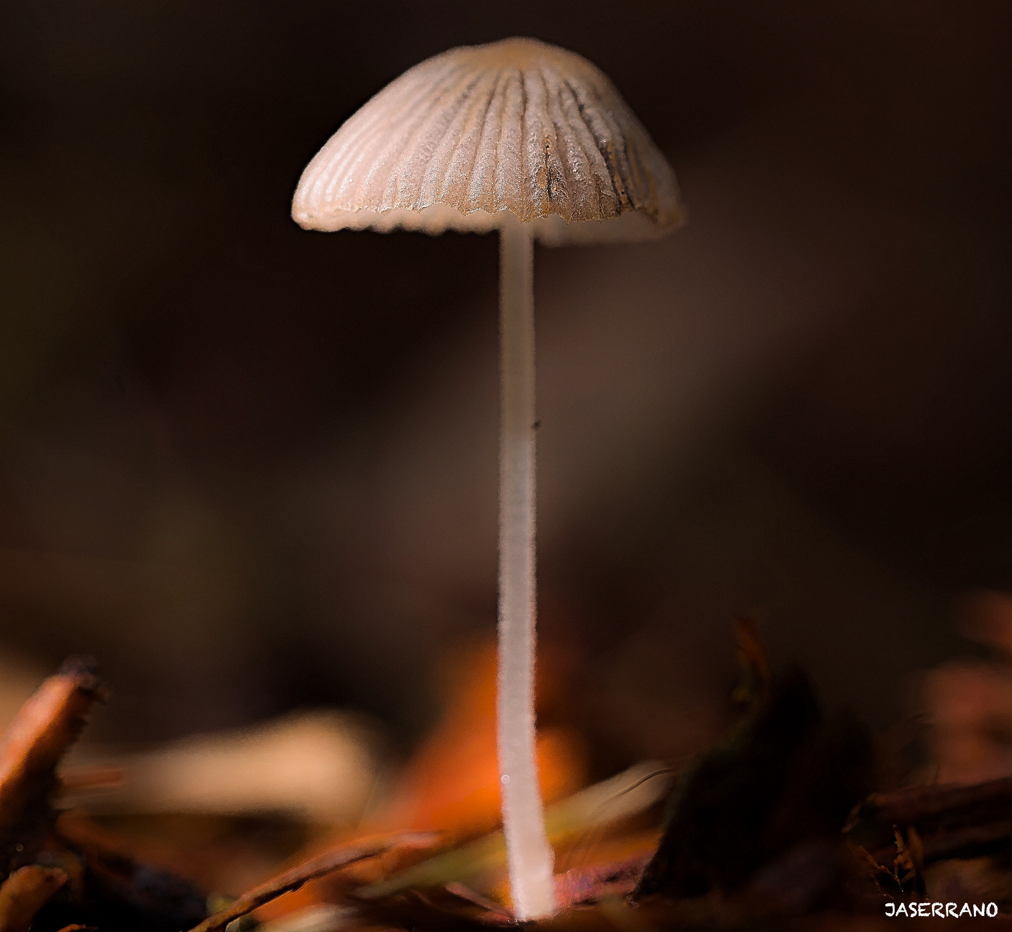 Canon EF 100mm F2.8L Macro IS USM sample photo. Stand alone photography