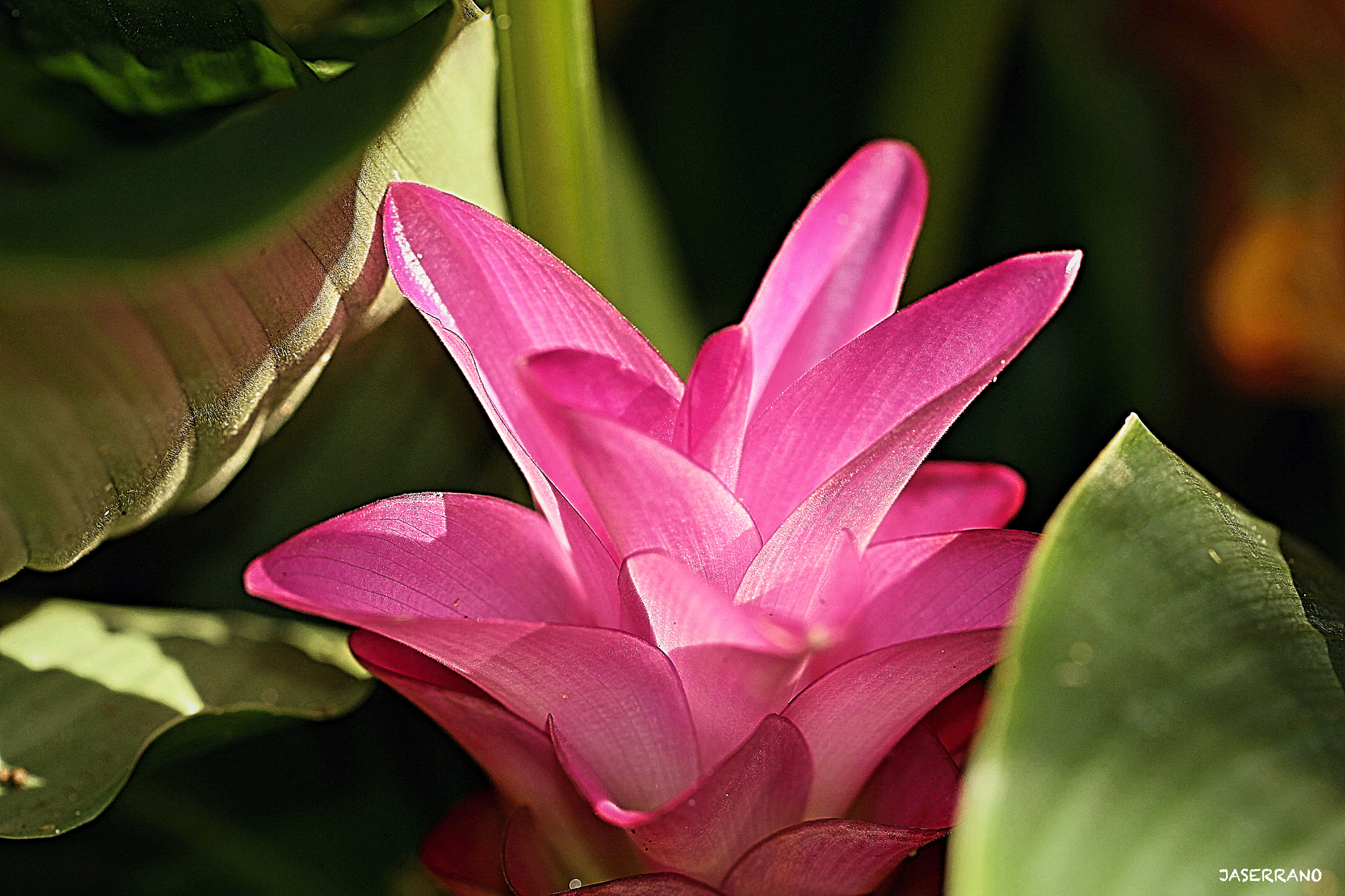 Canon EF 100mm F2.8L Macro IS USM sample photo. Live the color photography