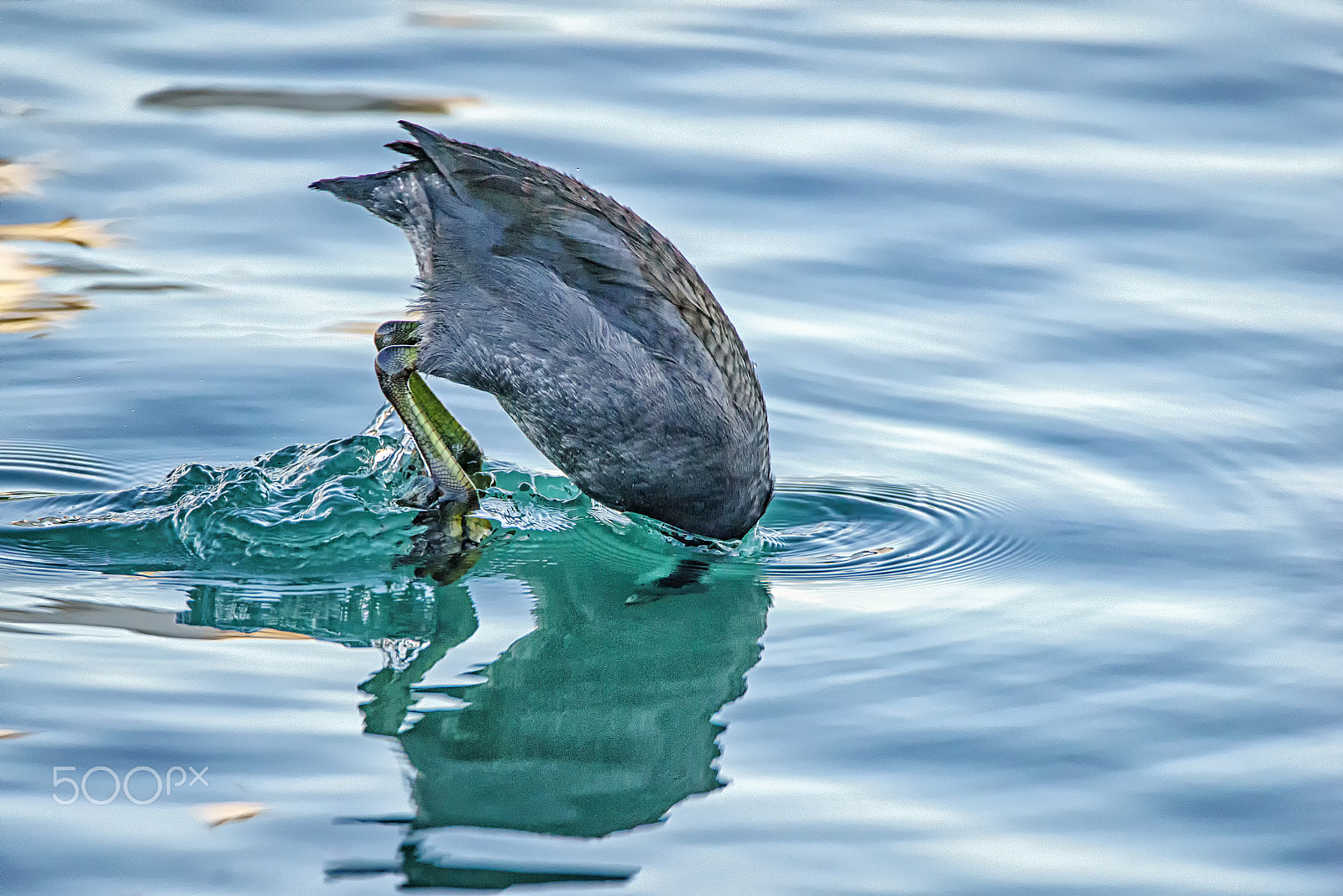 Sony a7 sample photo. Diving coot photography