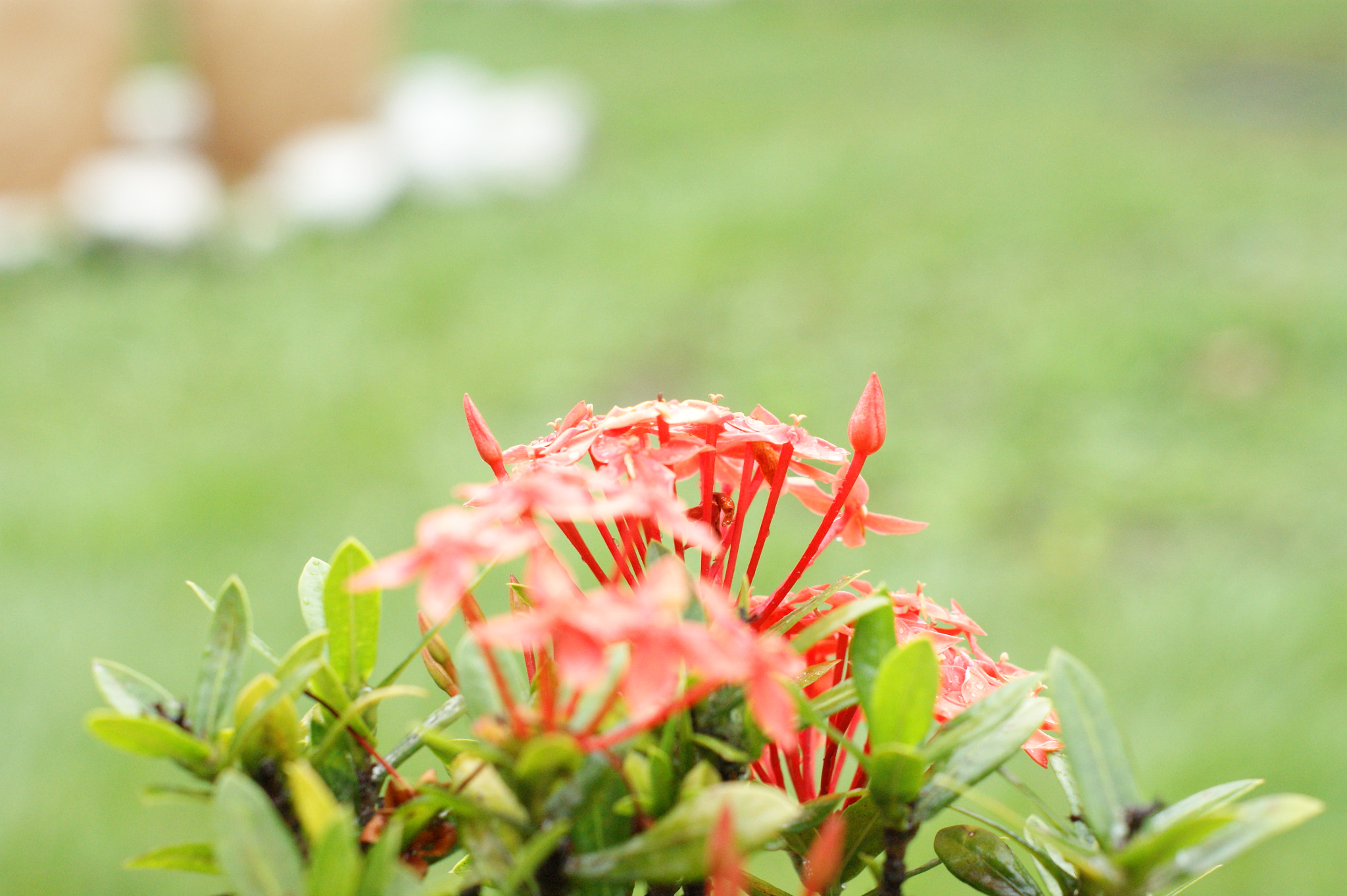 Sony Alpha DSLR-A380 sample photo. Flowers dew photography